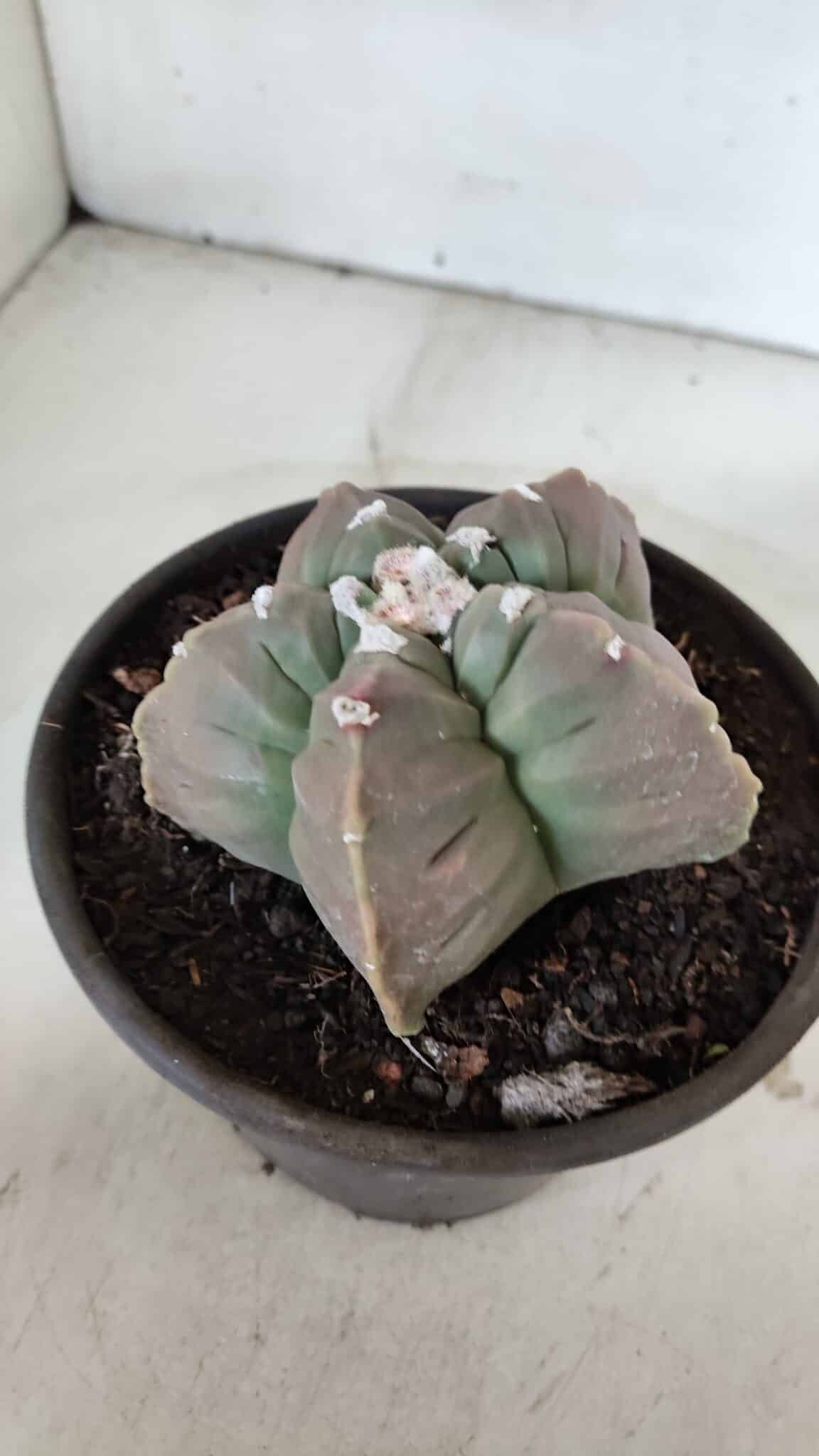 MATRIZ ASTROPHYTUM cv KIKKO  Nº 971 – vaso 15