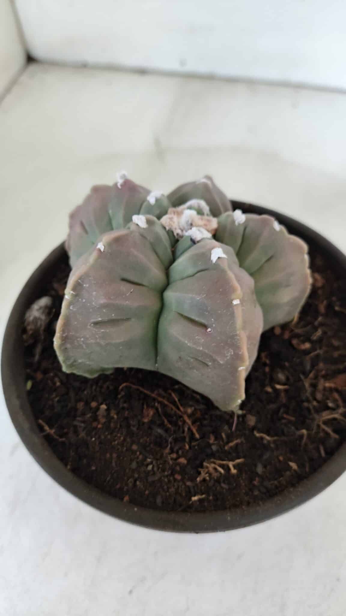 MATRIZ ASTROPHYTUM cv KIKKO  Nº 971 – vaso 15