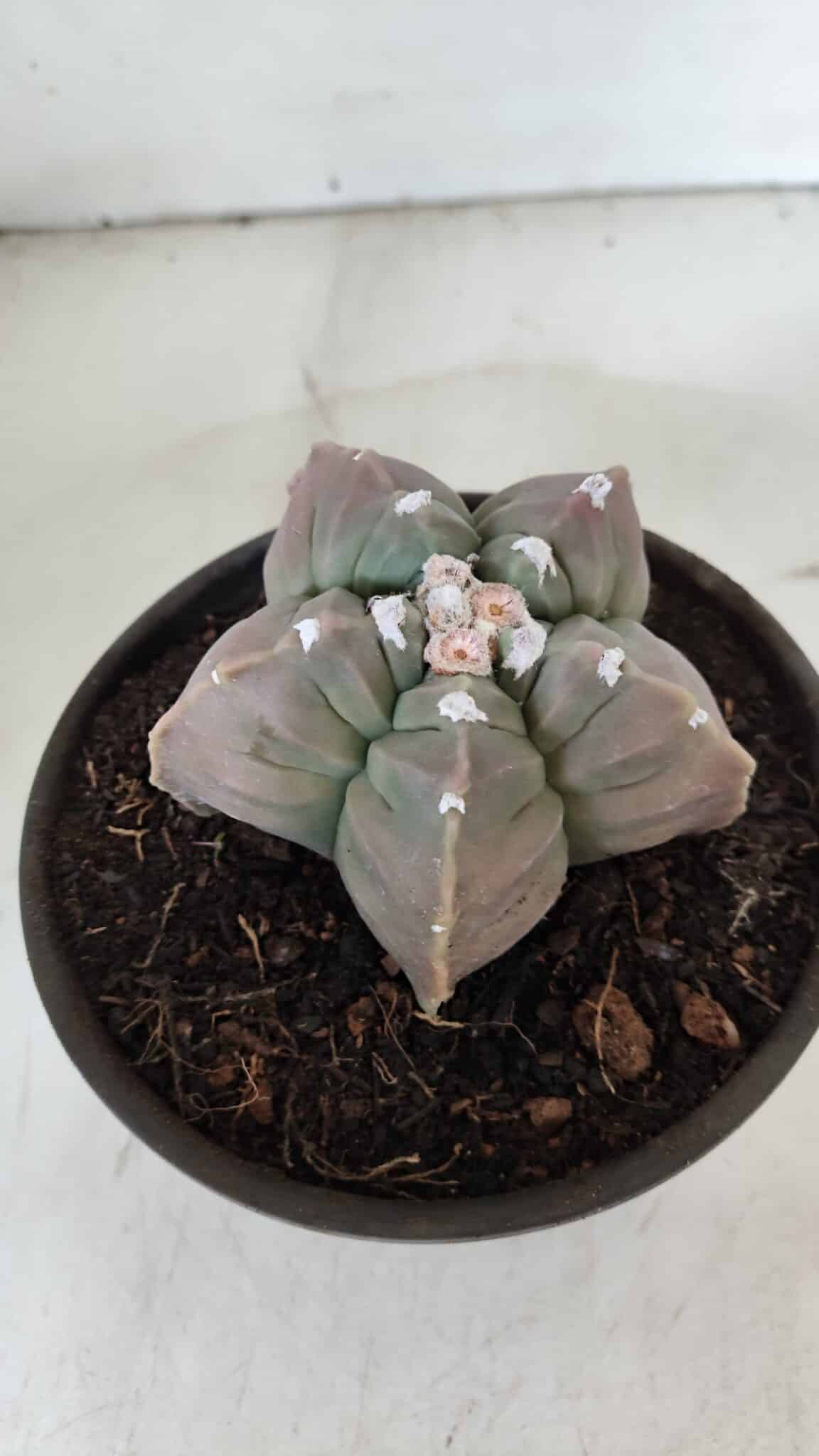 MATRIZ ASTROPHYTUM cv KIKKO  Nº 971 – vaso 15