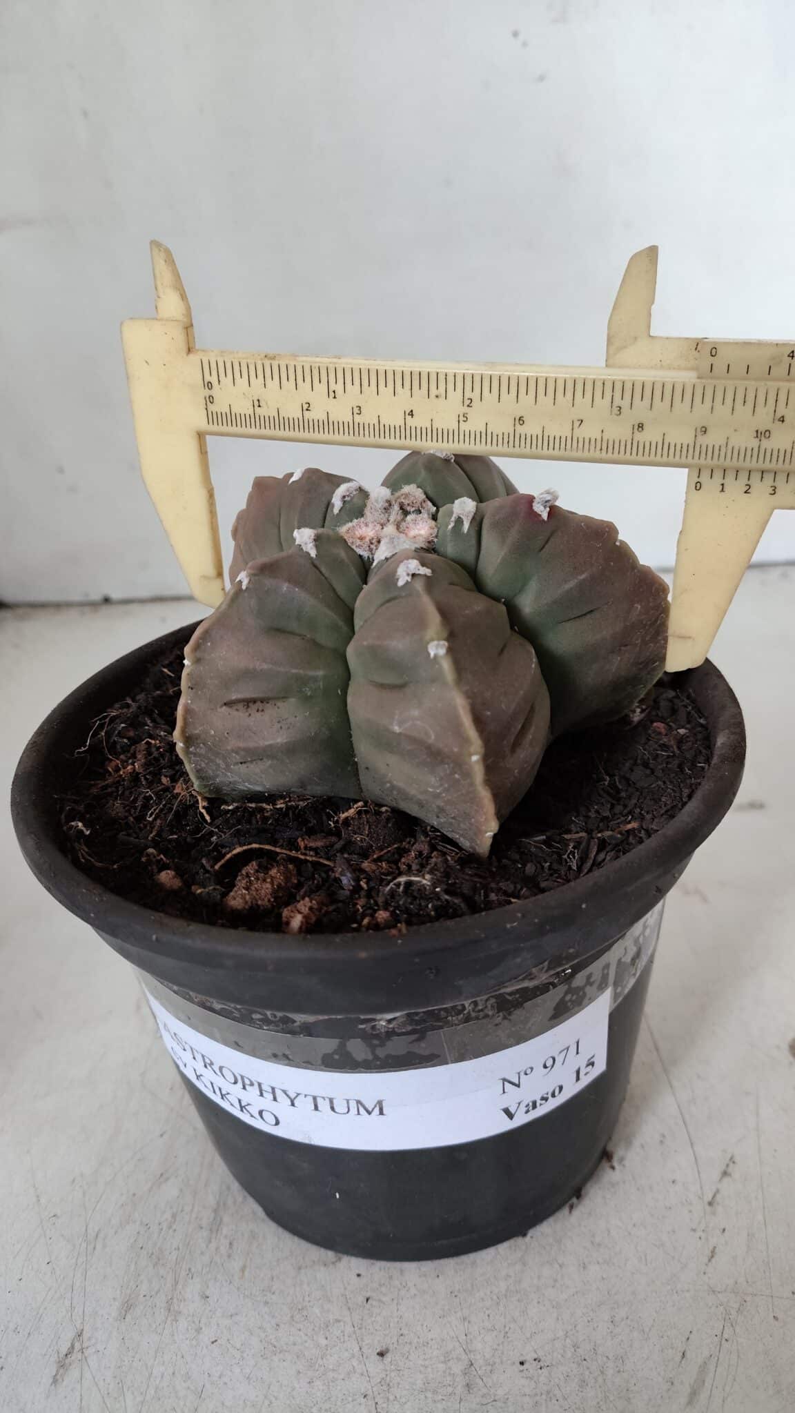 MATRIZ ASTROPHYTUM cv KIKKO  Nº 971 – vaso 15