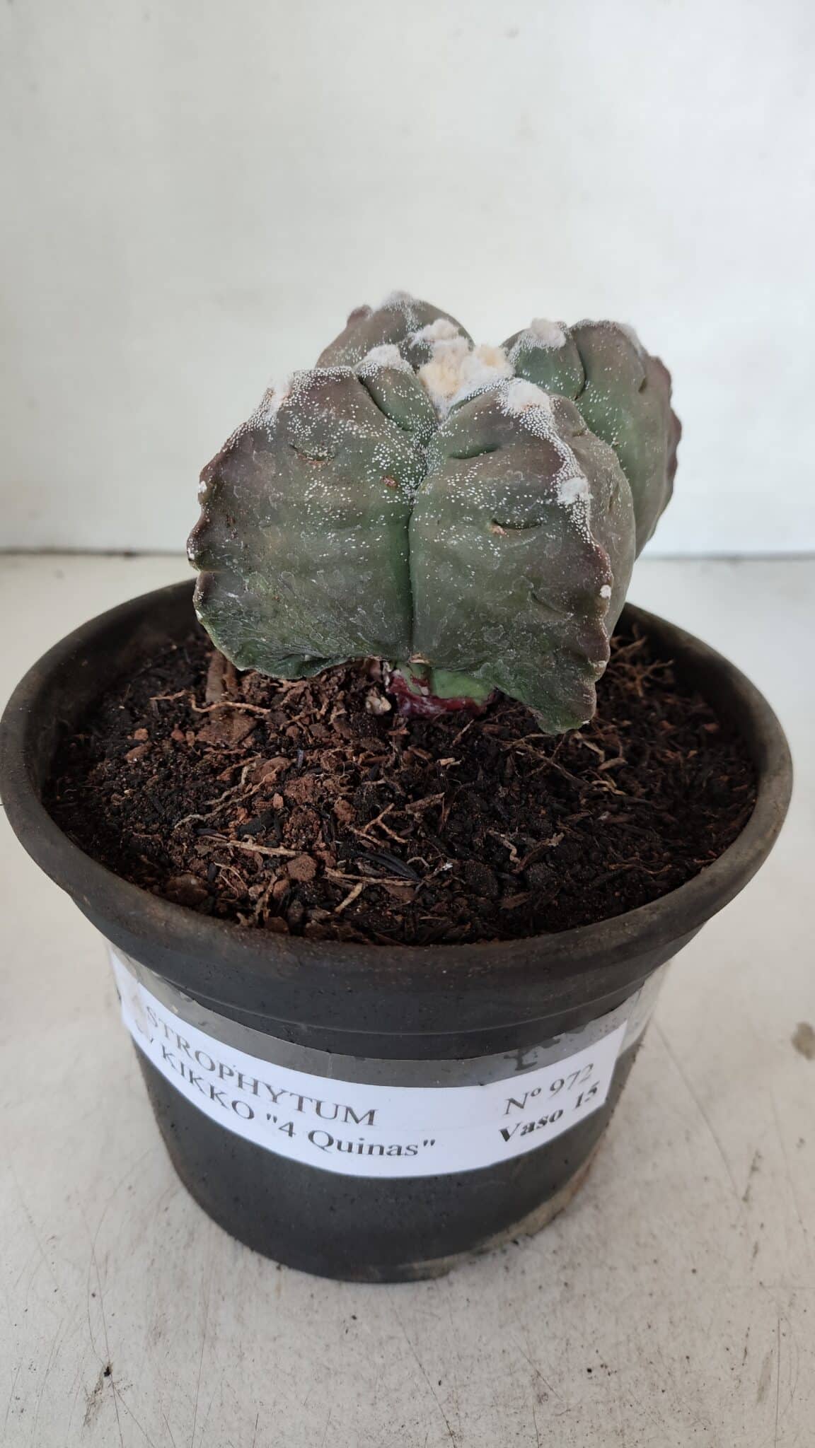 ASTROPHYTUM cv KIKKO "4 Quinas"  Nº 972 – vaso 15