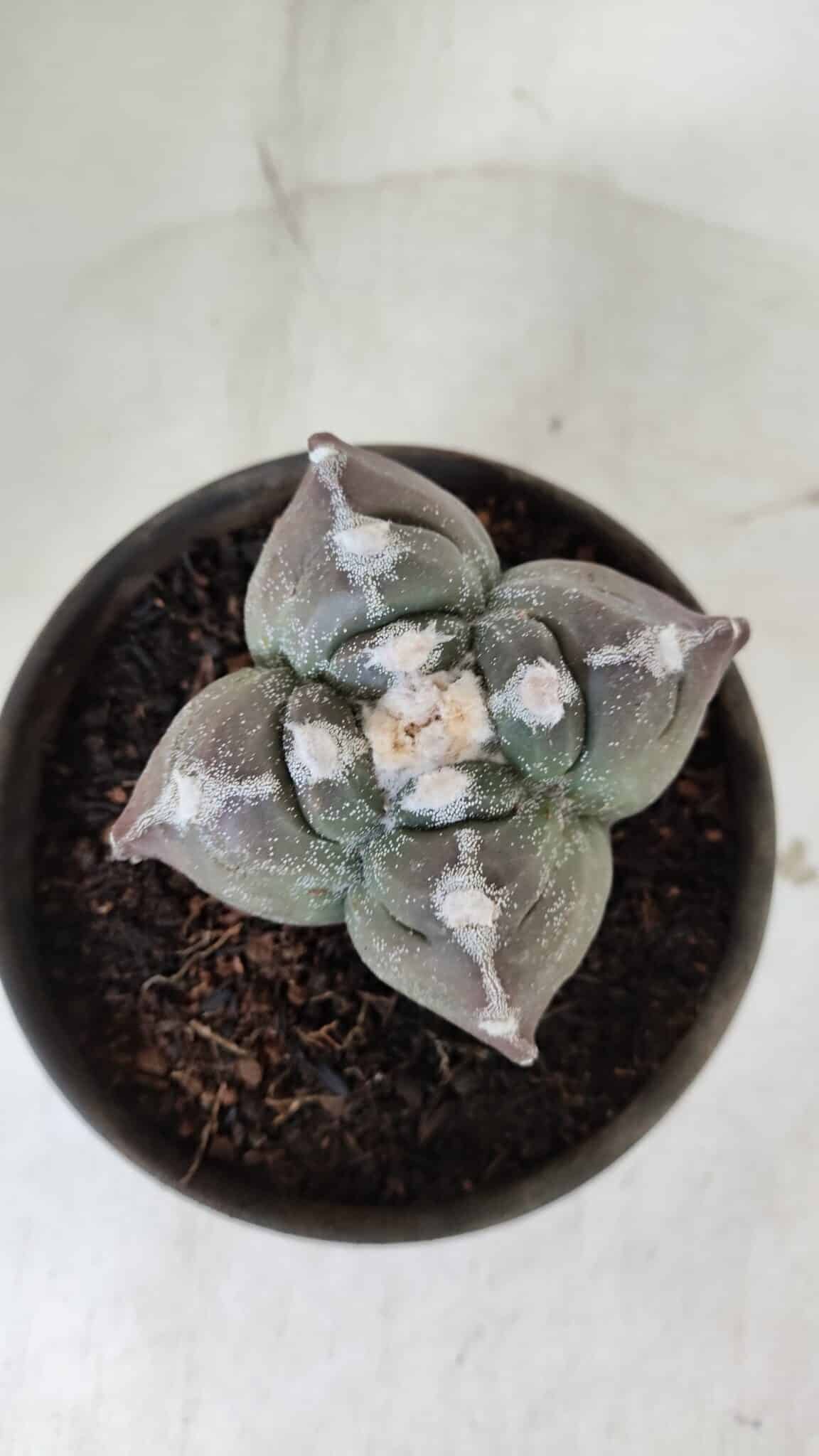 ASTROPHYTUM cv KIKKO "4 Quinas"  Nº 972 – vaso 15