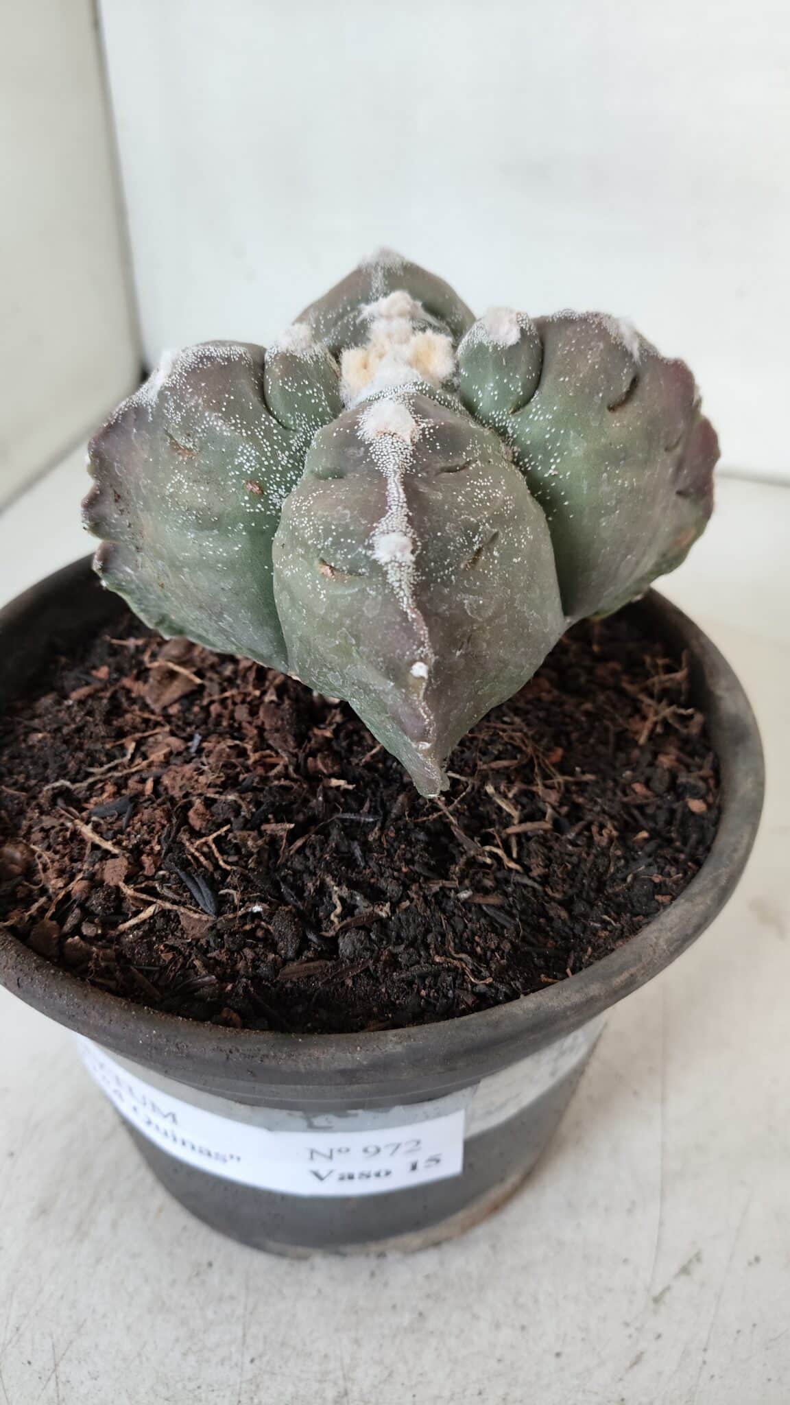ASTROPHYTUM cv KIKKO "4 Quinas"  Nº 972 – vaso 15