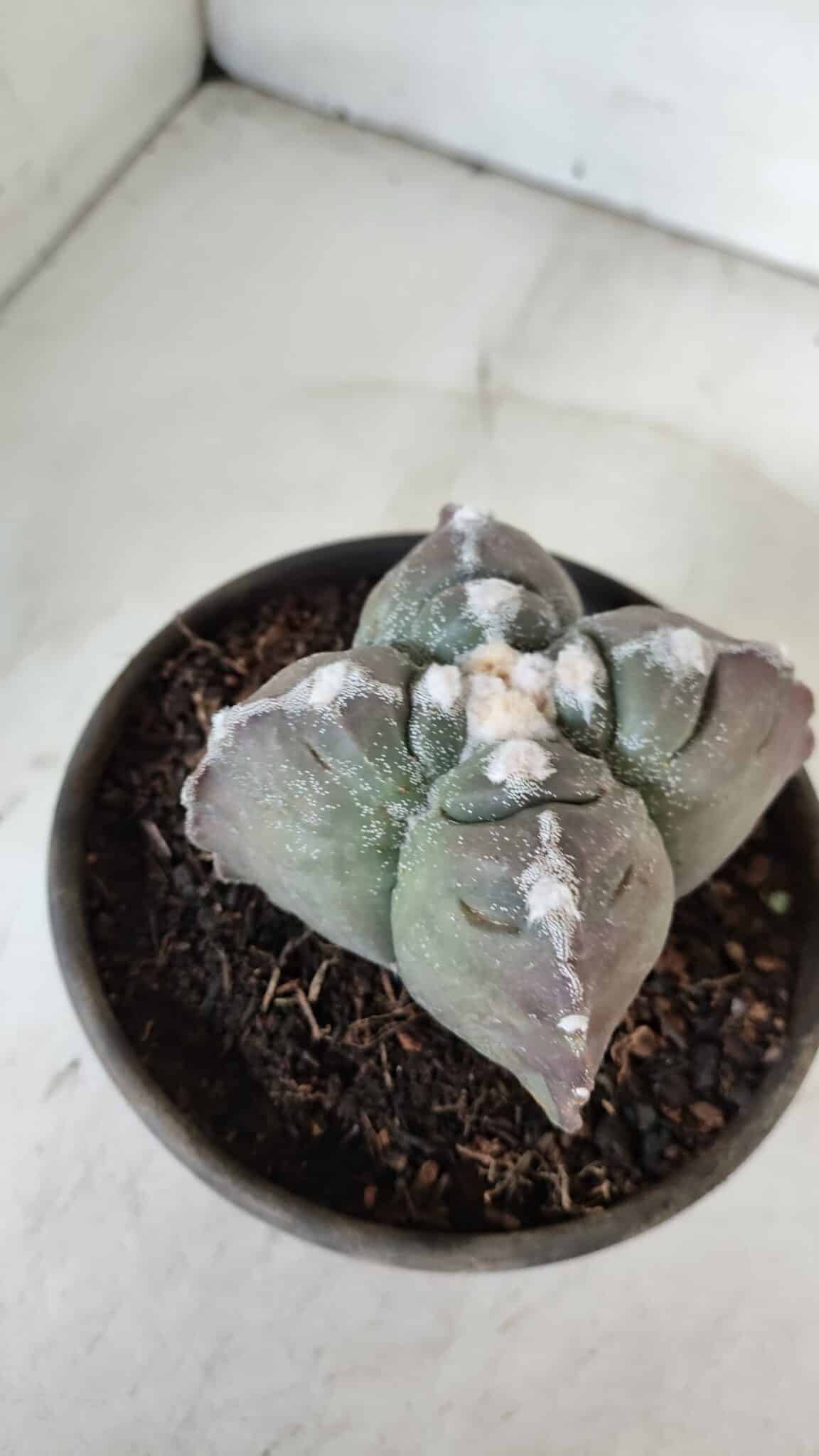 ASTROPHYTUM cv KIKKO "4 Quinas"  Nº 972 – vaso 15