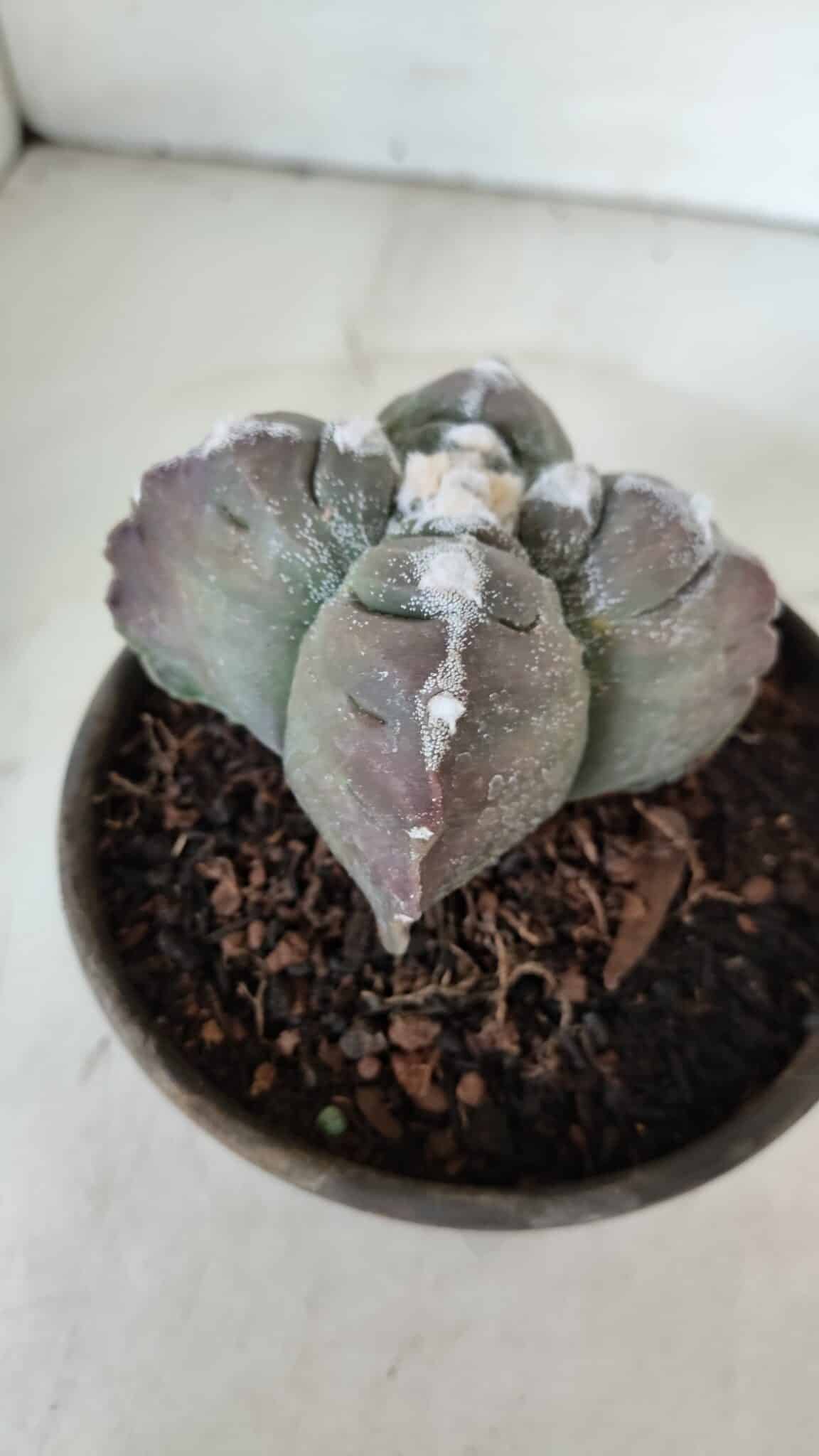 ASTROPHYTUM cv KIKKO "4 Quinas"  Nº 972 – vaso 15