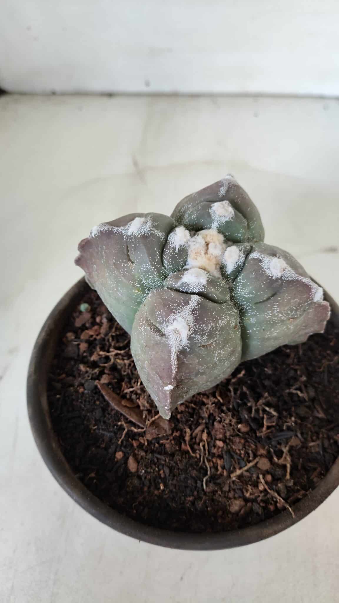 ASTROPHYTUM cv KIKKO "4 Quinas"  Nº 972 – vaso 15