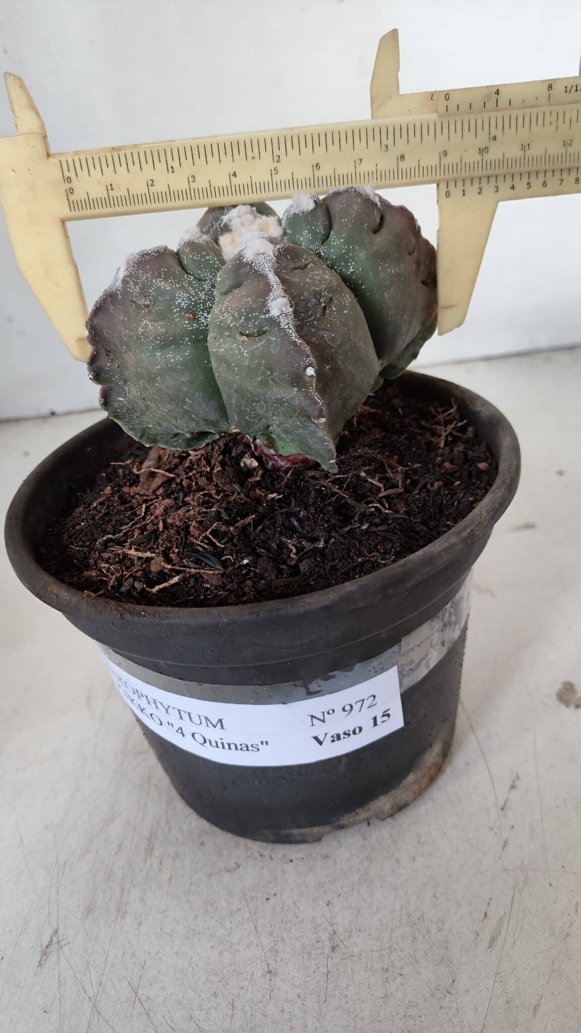 ASTROPHYTUM cv KIKKO "4 Quinas"  Nº 972 – vaso 15