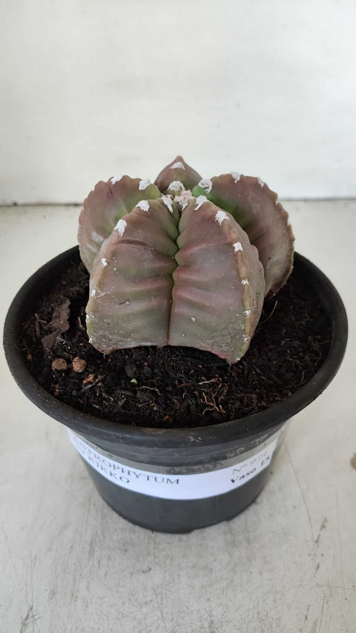 MATRIZ ASTROPHYTUM cv KIKKO  Nº 974 – vaso 15
