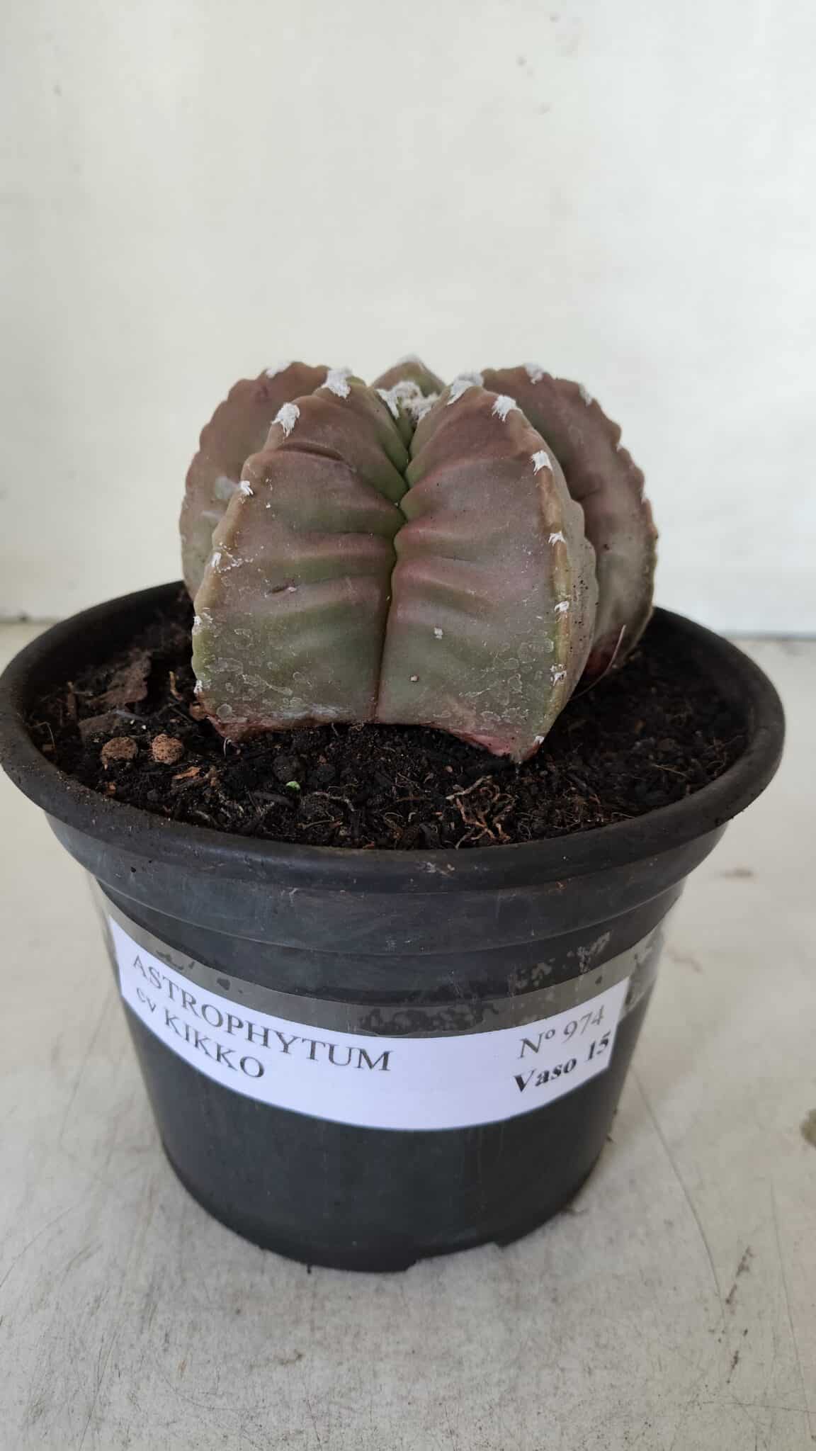 MATRIZ ASTROPHYTUM cv KIKKO  Nº 974 – vaso 15