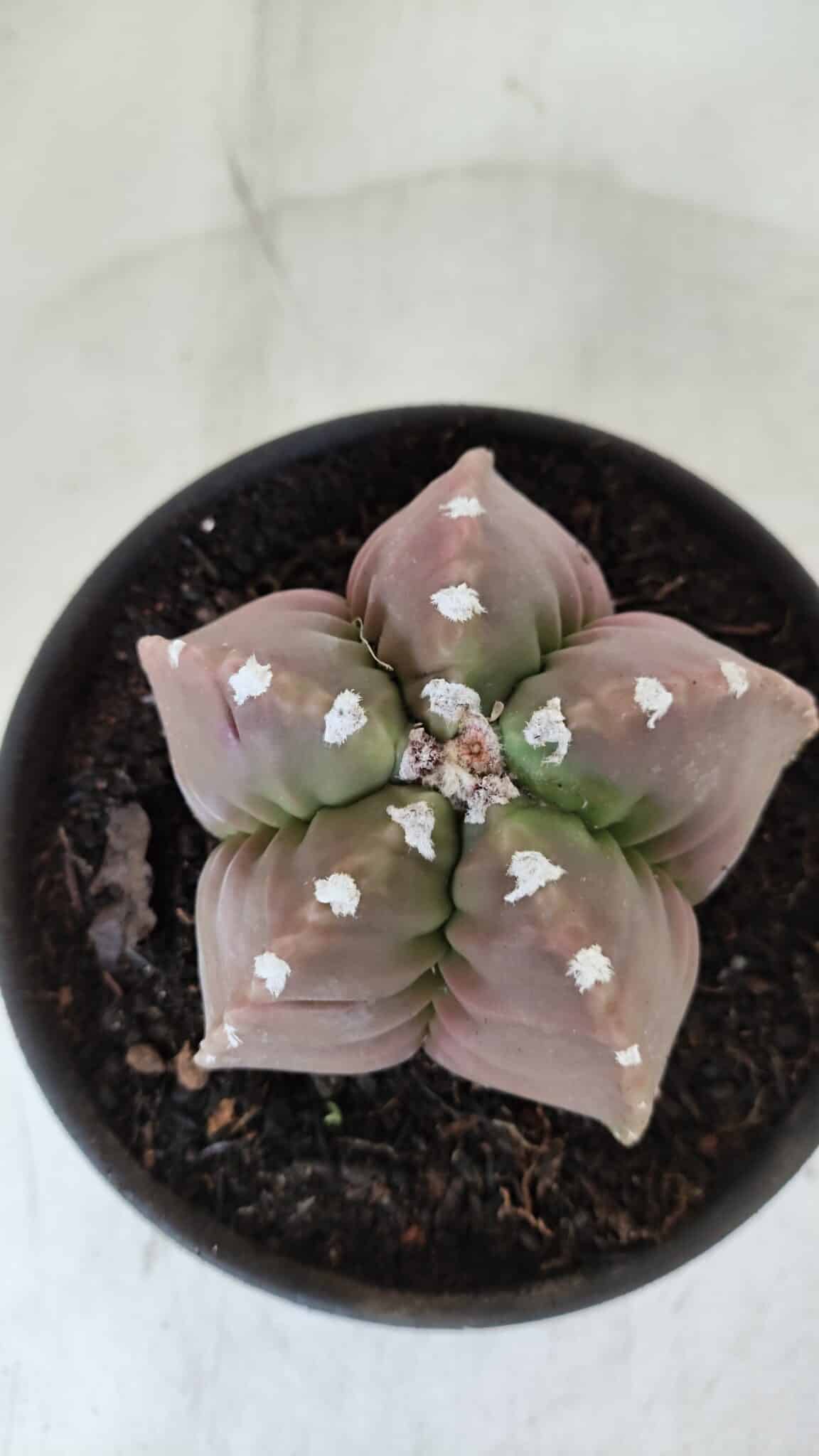 MATRIZ ASTROPHYTUM cv KIKKO  Nº 974 – vaso 15