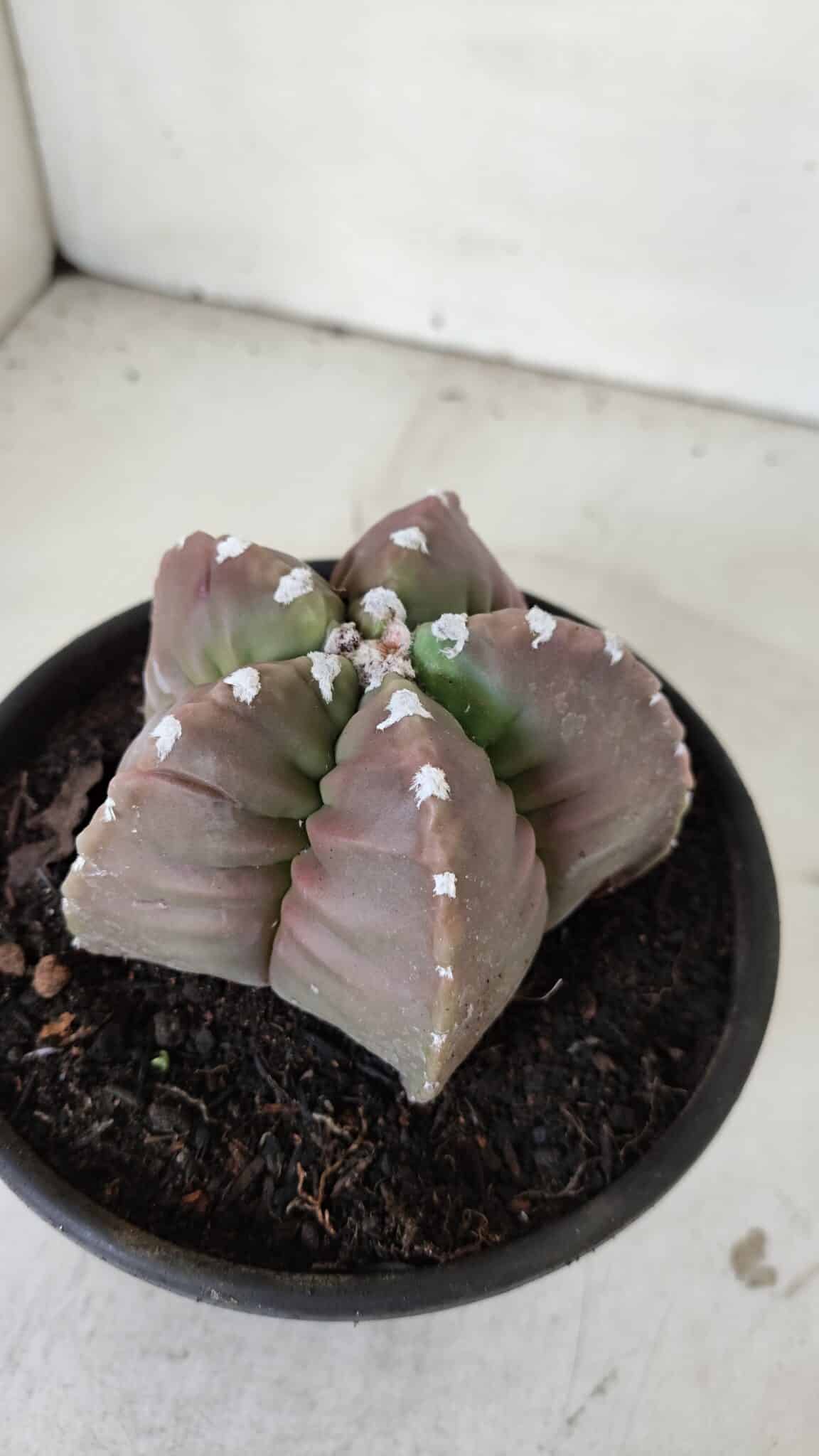 MATRIZ ASTROPHYTUM cv KIKKO  Nº 974 – vaso 15