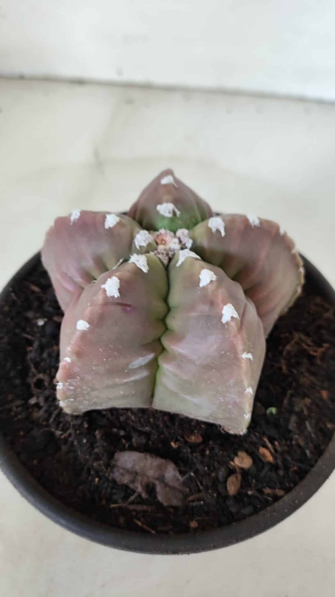 MATRIZ ASTROPHYTUM cv KIKKO  Nº 974 – vaso 15