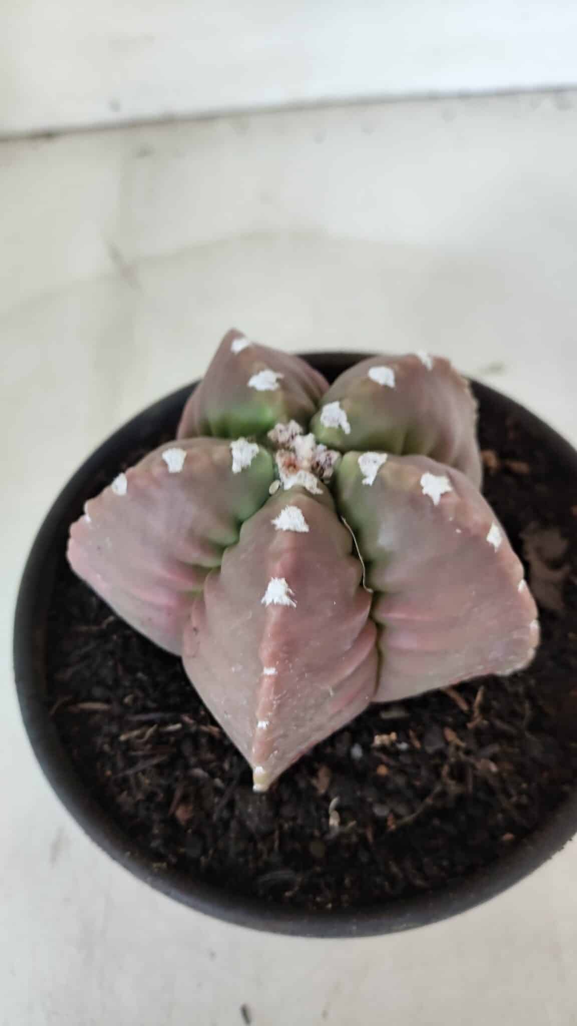 MATRIZ ASTROPHYTUM cv KIKKO  Nº 974 – vaso 15