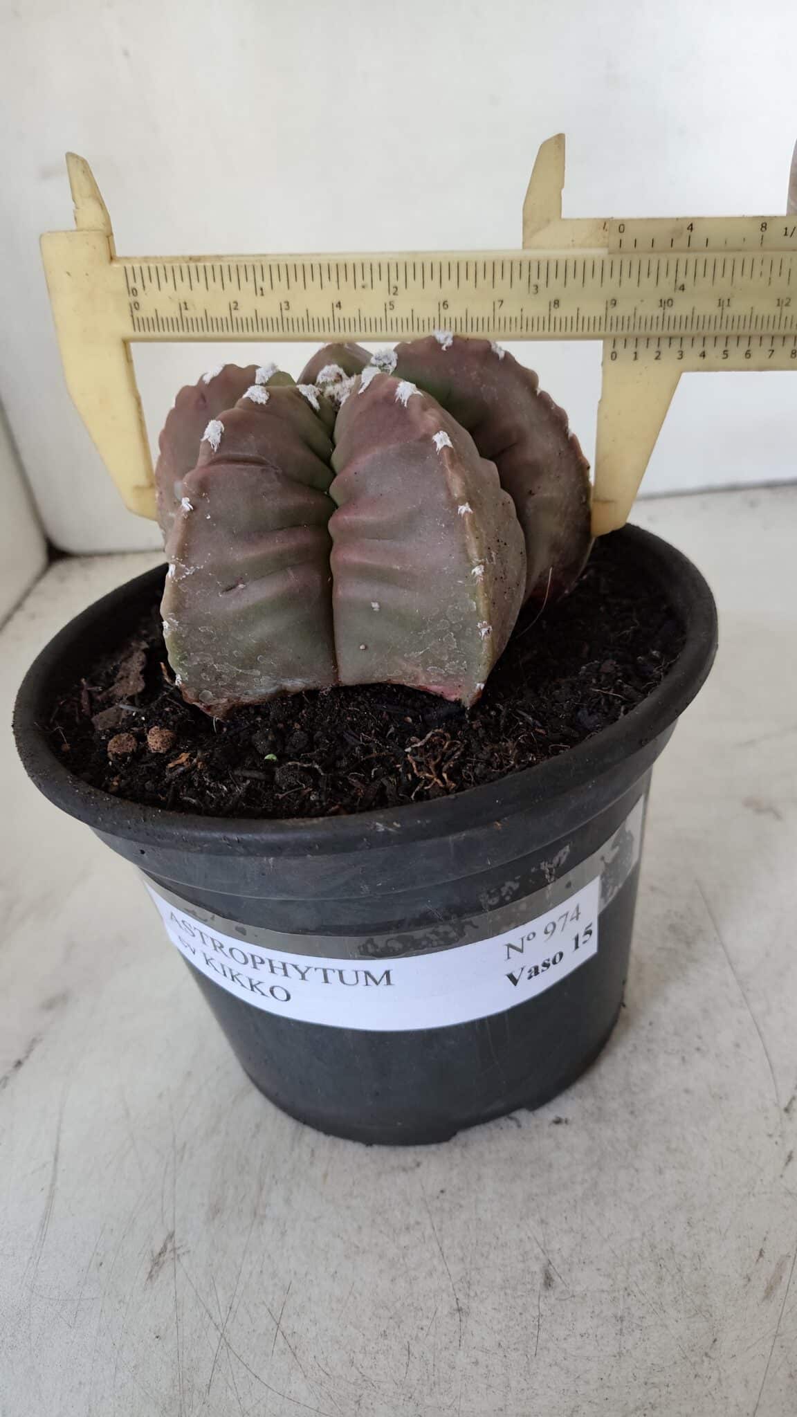 MATRIZ ASTROPHYTUM cv KIKKO  Nº 974 – vaso 15