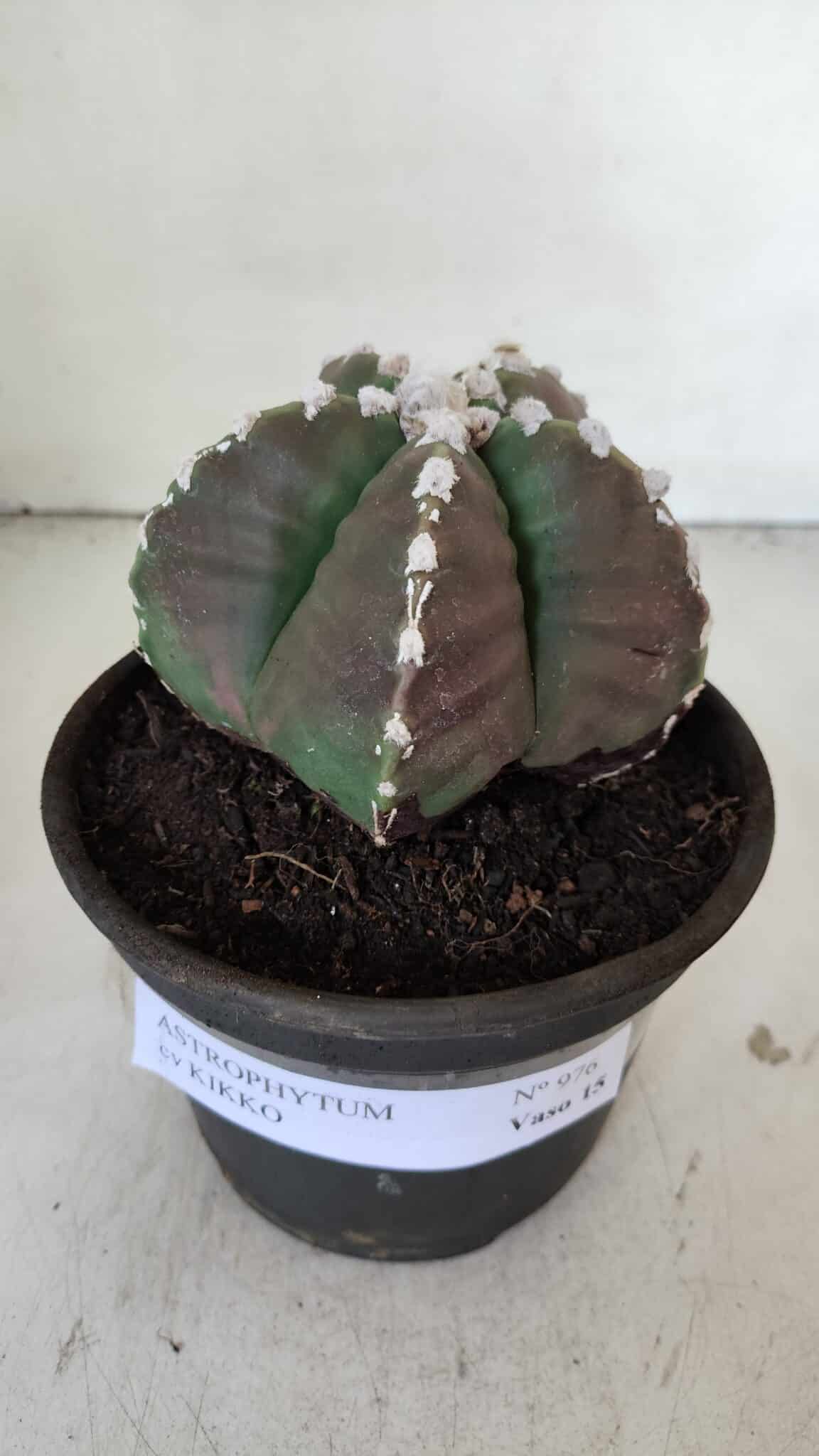 MATRIZ ASTROPHYTUM cv KIKKO  Nº 976 – vaso 15