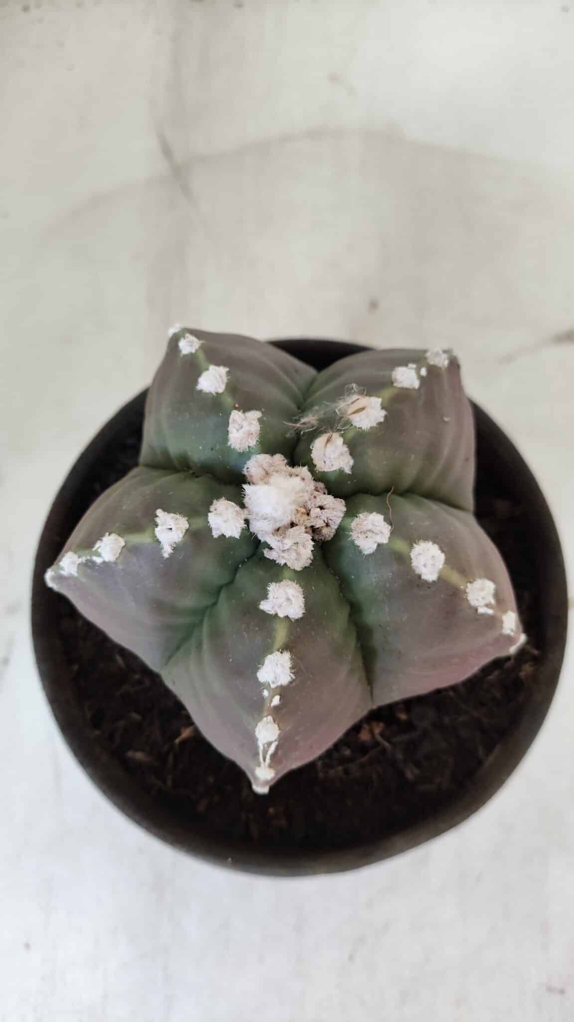 MATRIZ ASTROPHYTUM cv KIKKO  Nº 976 – vaso 15