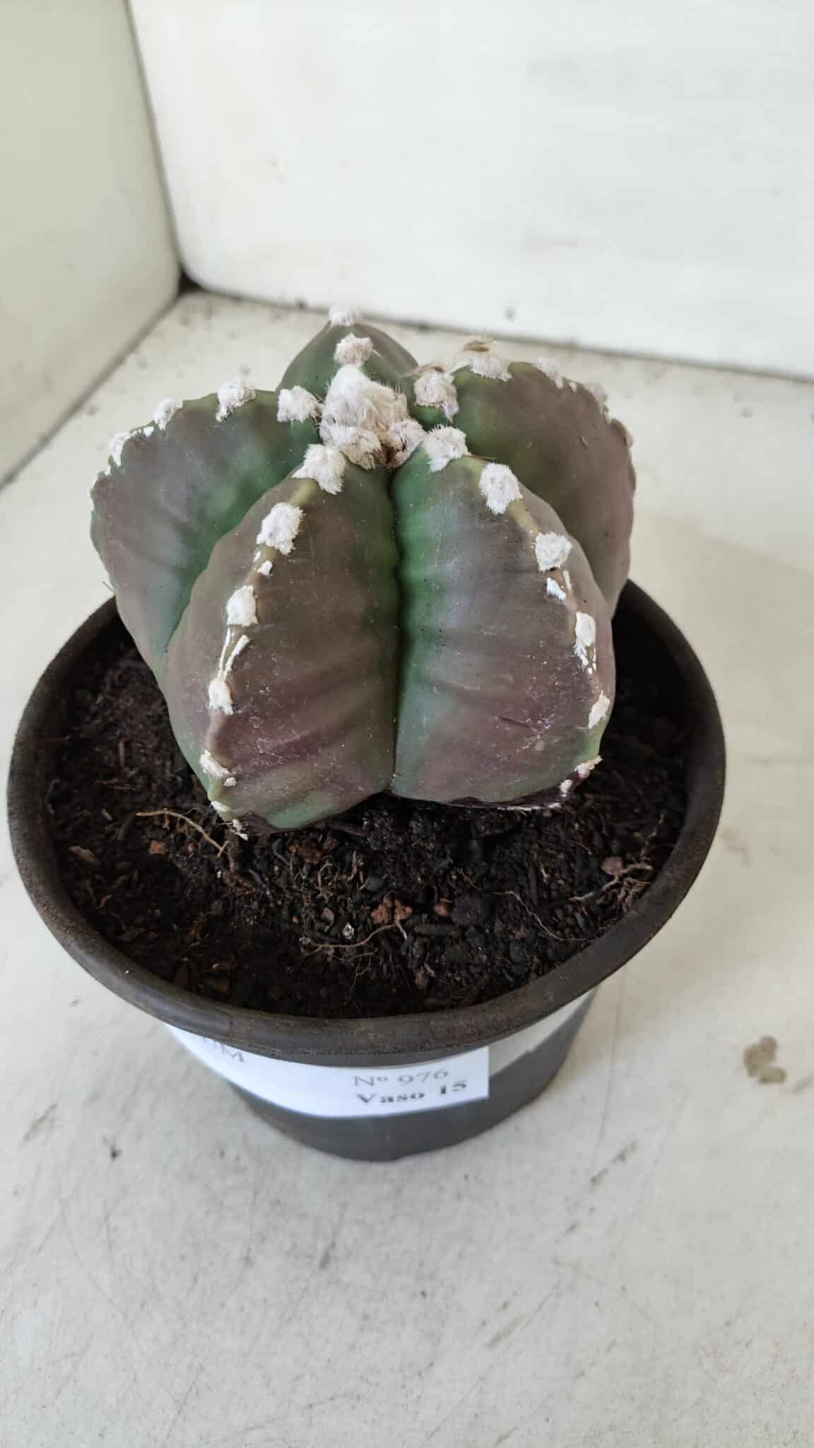 MATRIZ ASTROPHYTUM cv KIKKO  Nº 976 – vaso 15