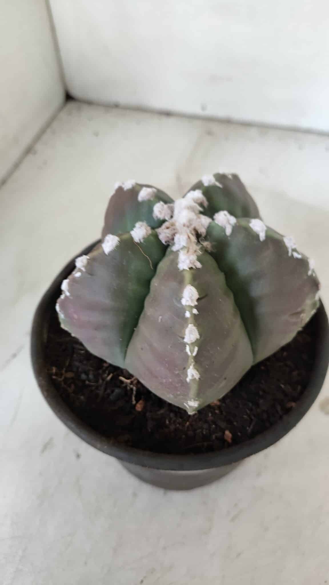 MATRIZ ASTROPHYTUM cv KIKKO  Nº 976 – vaso 15