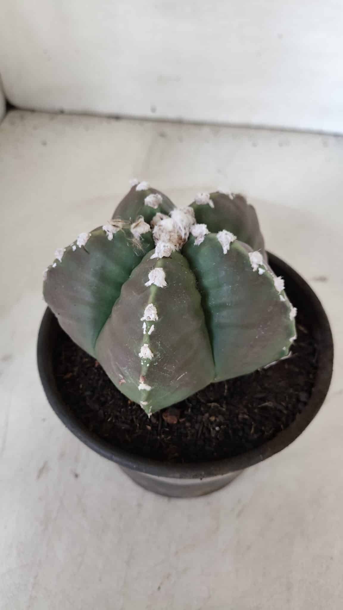 MATRIZ ASTROPHYTUM cv KIKKO  Nº 976 – vaso 15