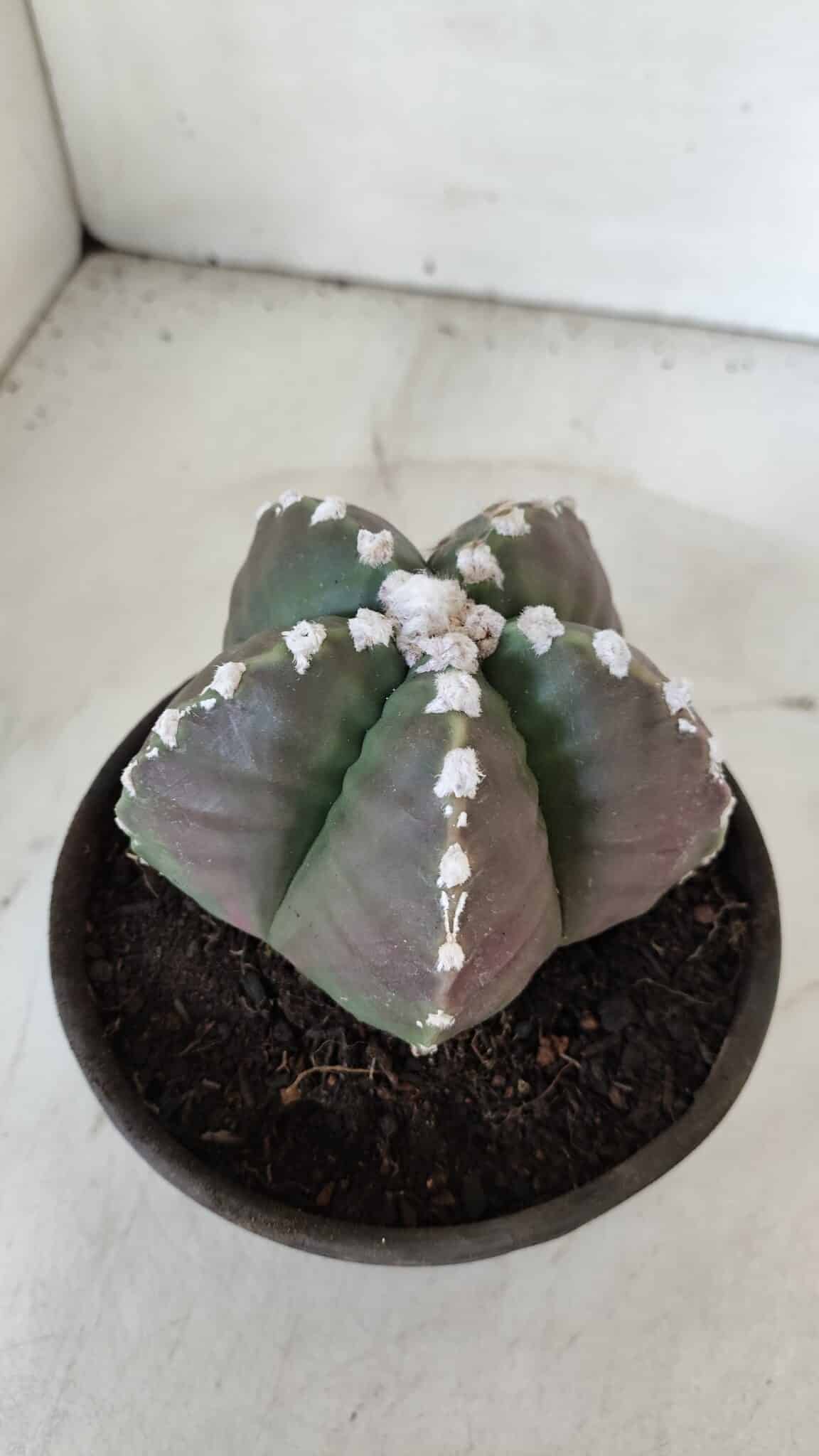 MATRIZ ASTROPHYTUM cv KIKKO  Nº 976 – vaso 15