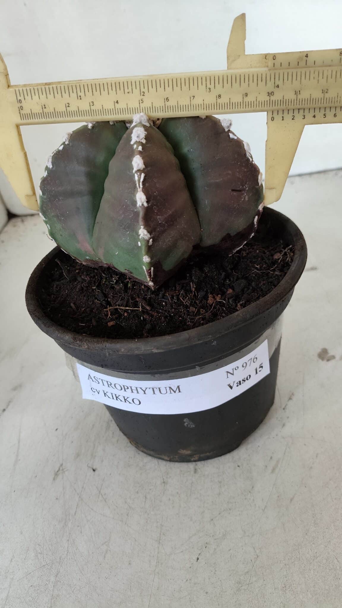 MATRIZ ASTROPHYTUM cv KIKKO  Nº 976 – vaso 15