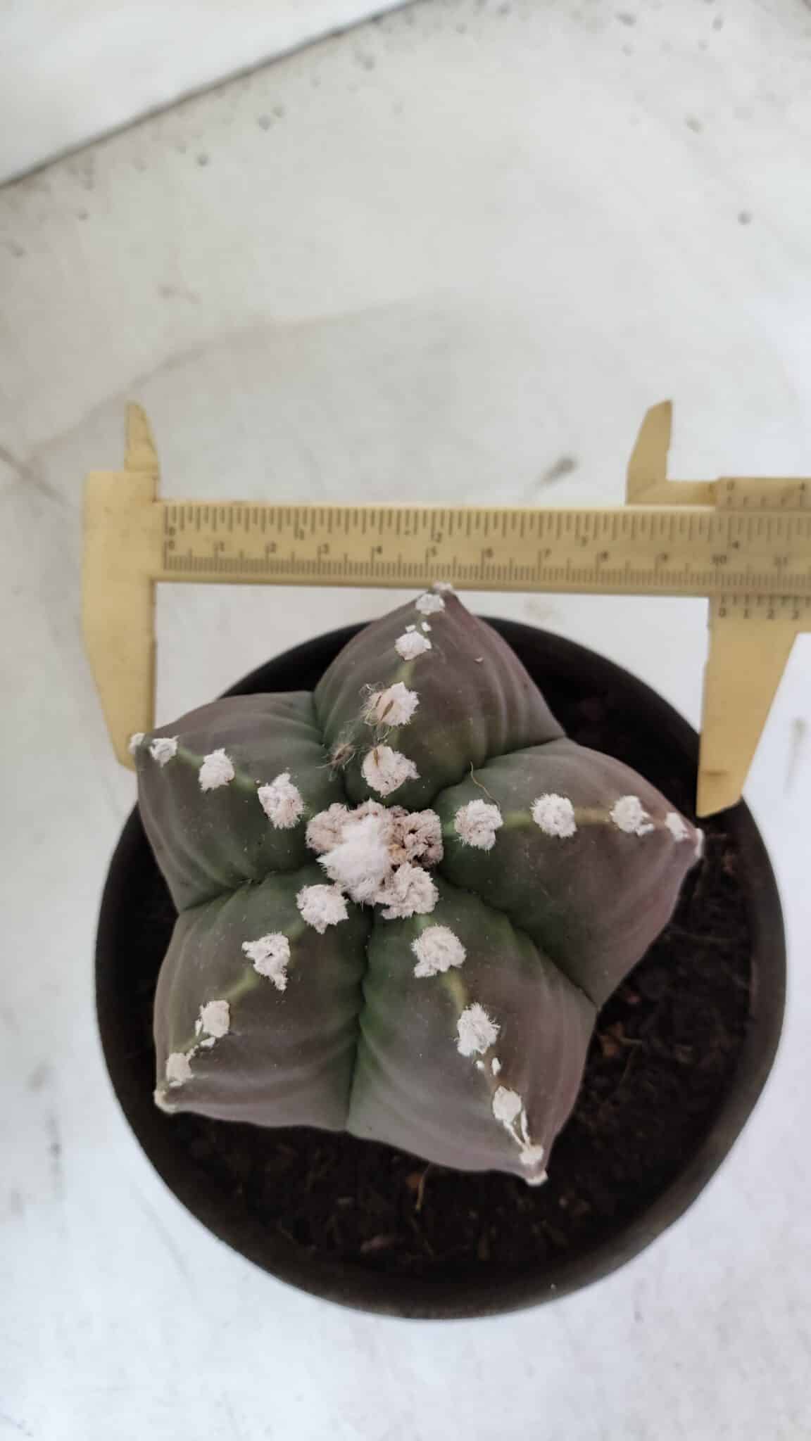 MATRIZ ASTROPHYTUM cv KIKKO  Nº 976 – vaso 15