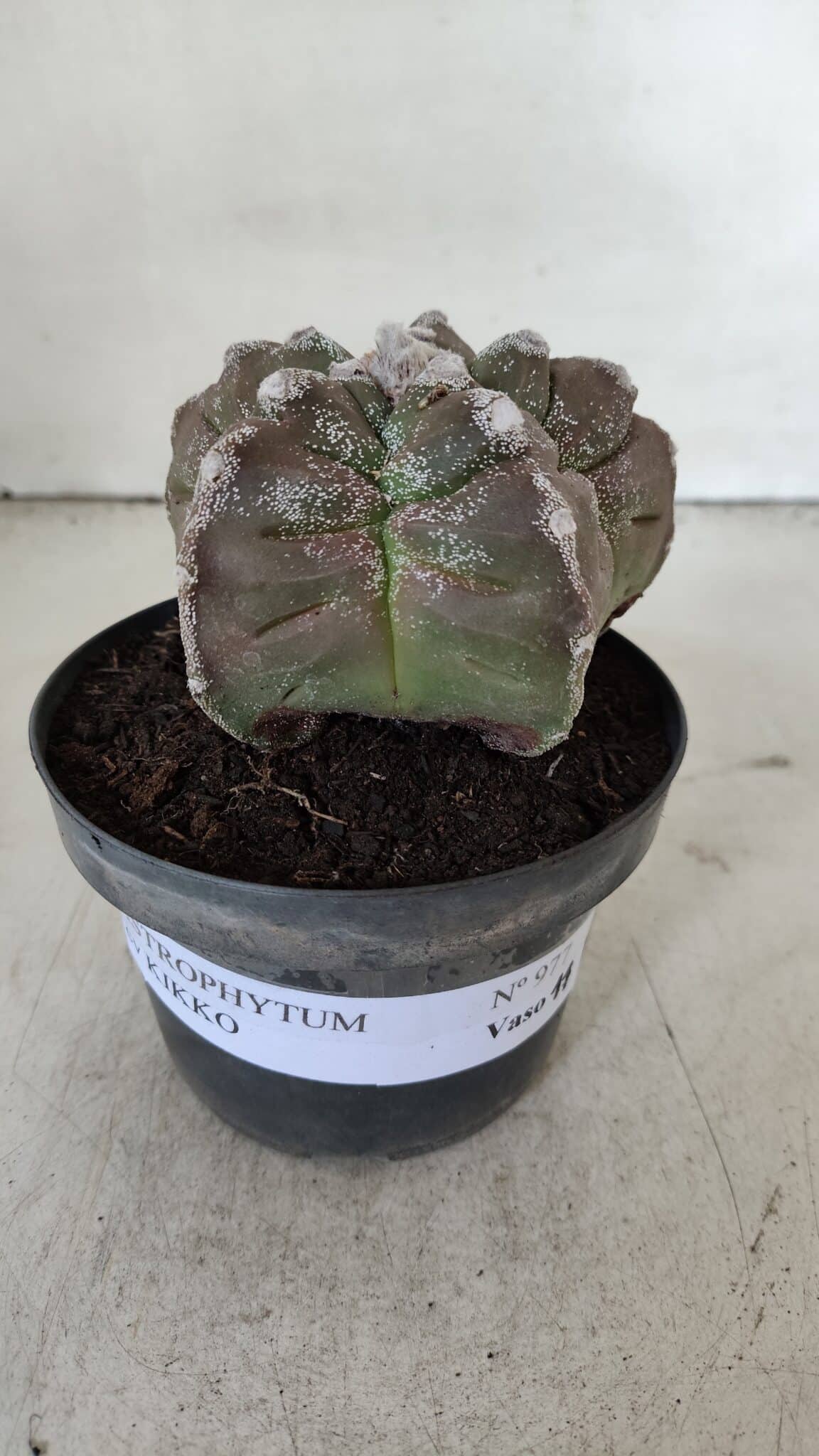 ASTROPHYTUM cv KIKKO  Nº 977 – vaso 11