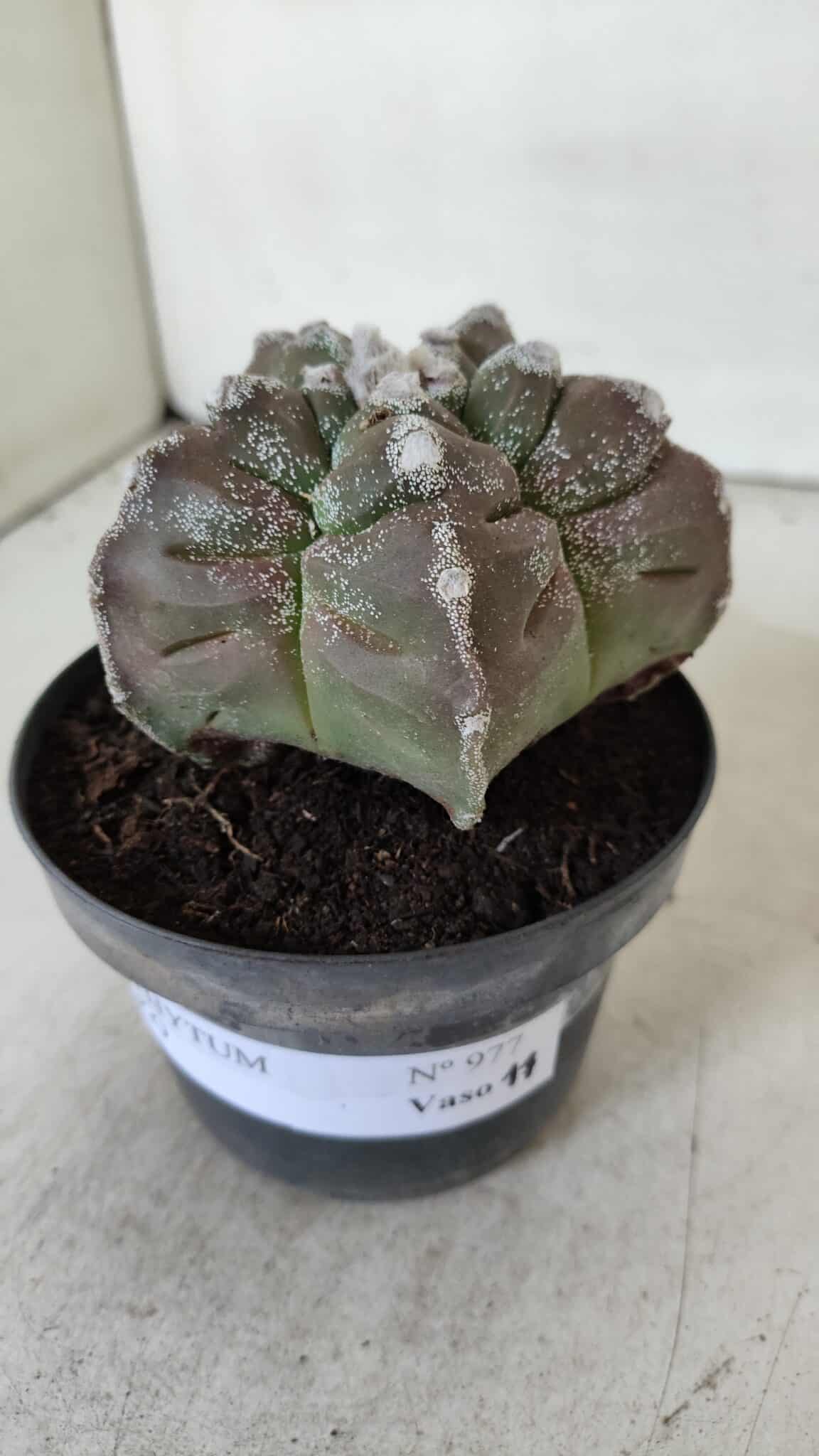 ASTROPHYTUM cv KIKKO  Nº 977 – vaso 11