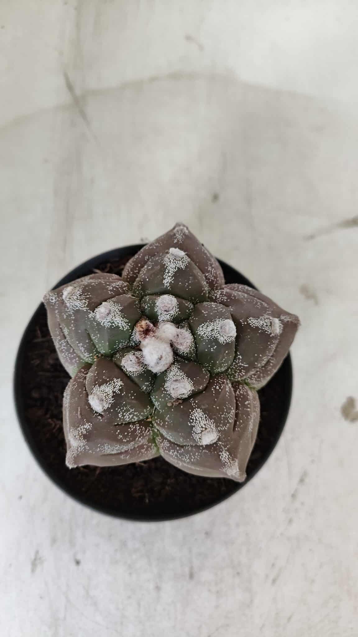 ASTROPHYTUM cv KIKKO  Nº 977 – vaso 11