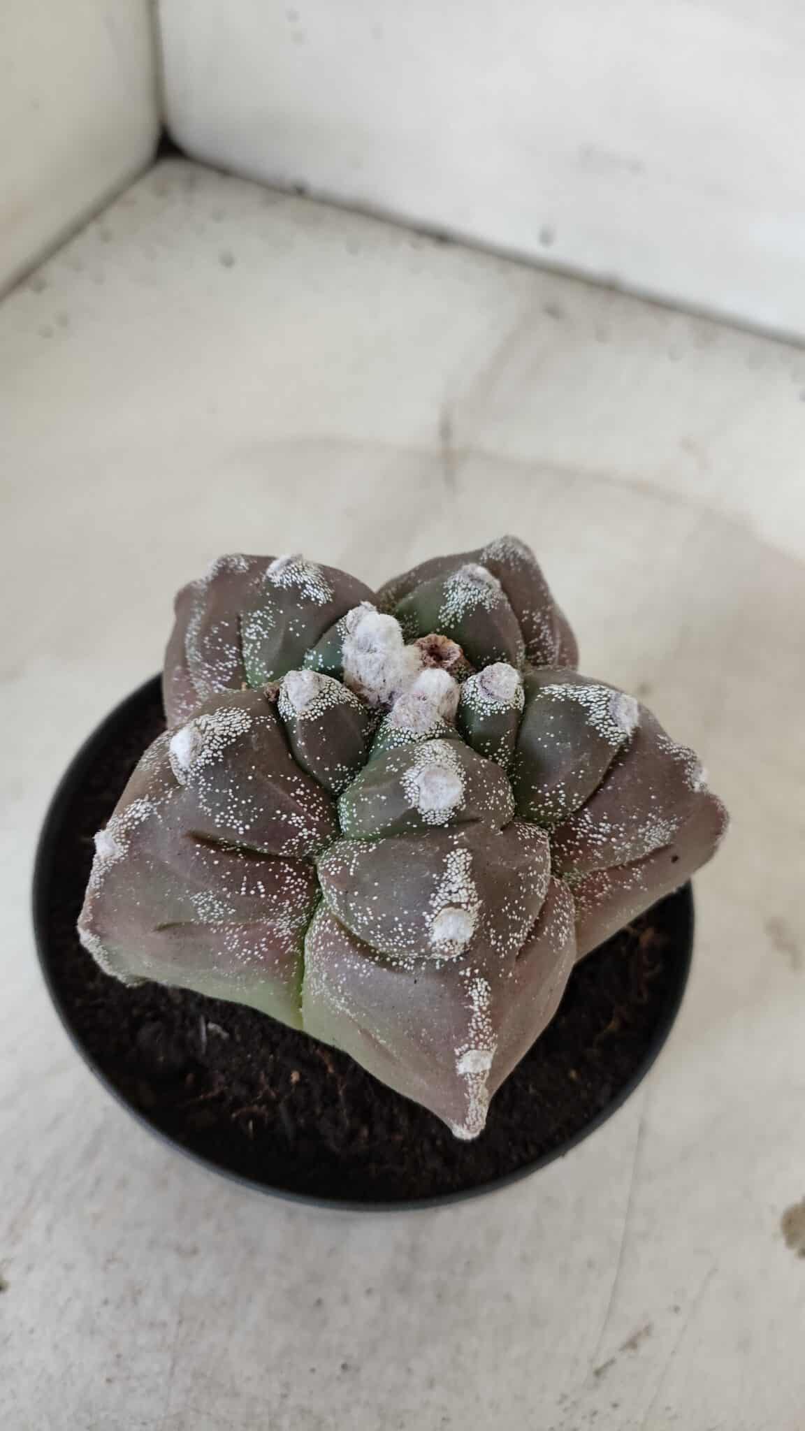 ASTROPHYTUM cv KIKKO  Nº 977 – vaso 11