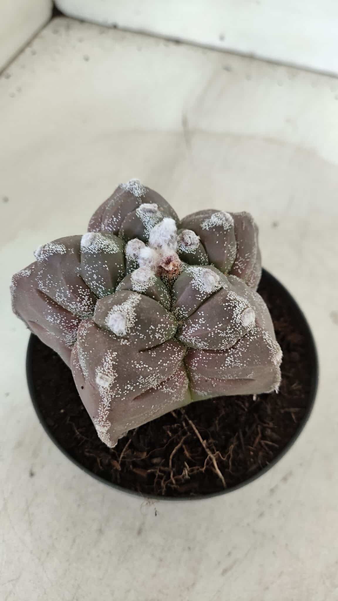ASTROPHYTUM cv KIKKO  Nº 977 – vaso 11