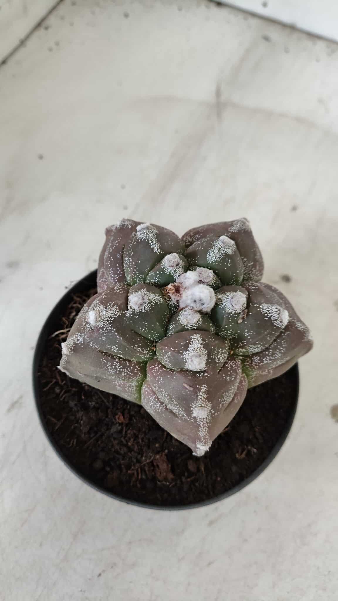 ASTROPHYTUM cv KIKKO  Nº 977 – vaso 11