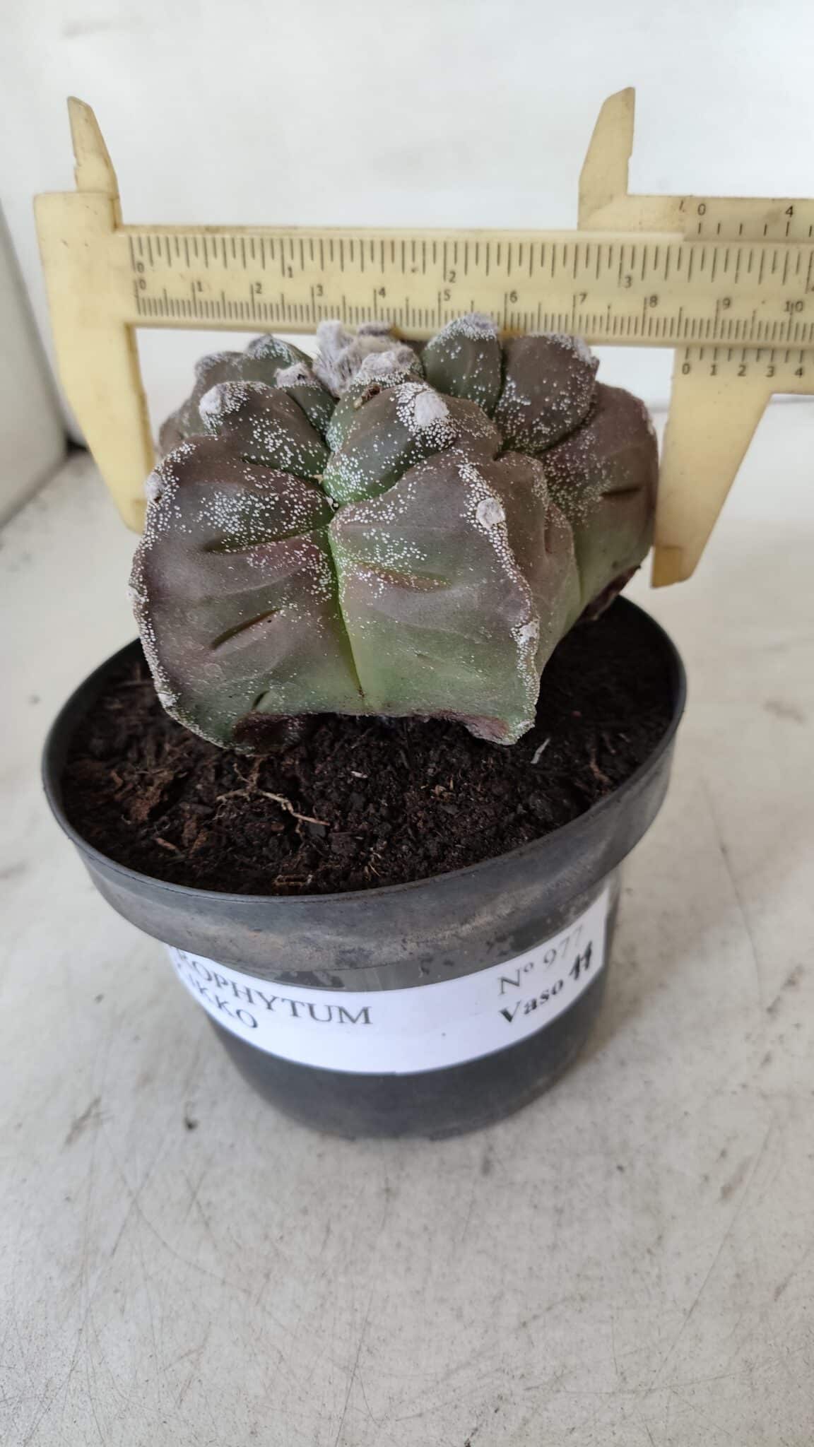 ASTROPHYTUM cv KIKKO  Nº 977 – vaso 11