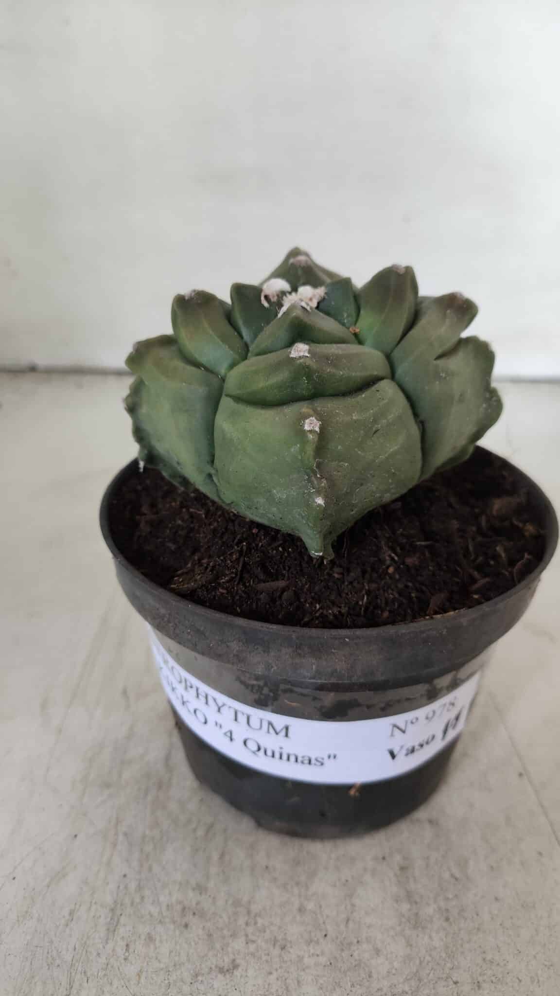 ASTROPHYTUM cv KIKKO "4 Quinas"  Nº 978 – vaso 11