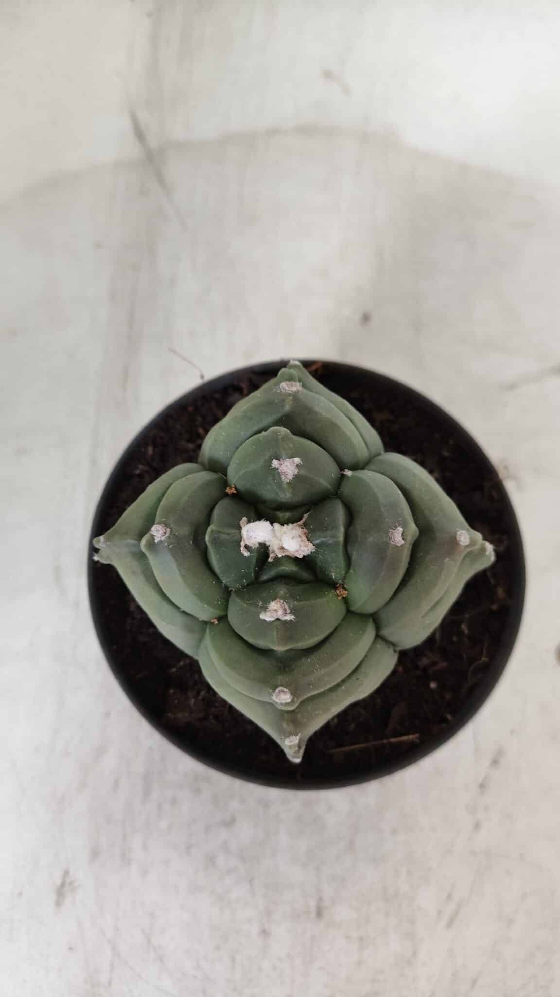 ASTROPHYTUM cv KIKKO "4 Quinas"  Nº 978 – vaso 11