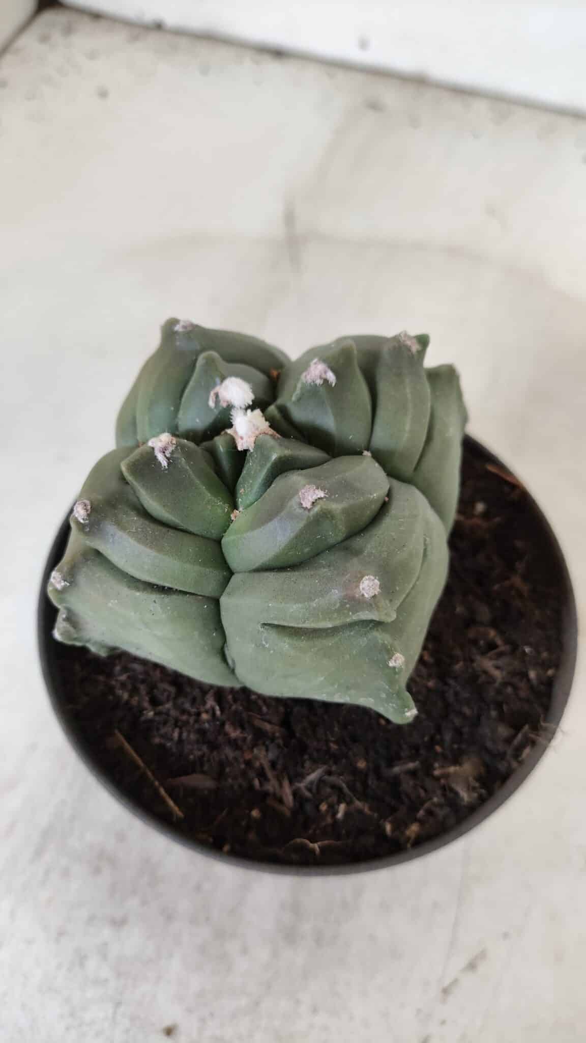 ASTROPHYTUM cv KIKKO "4 Quinas"  Nº 978 – vaso 11