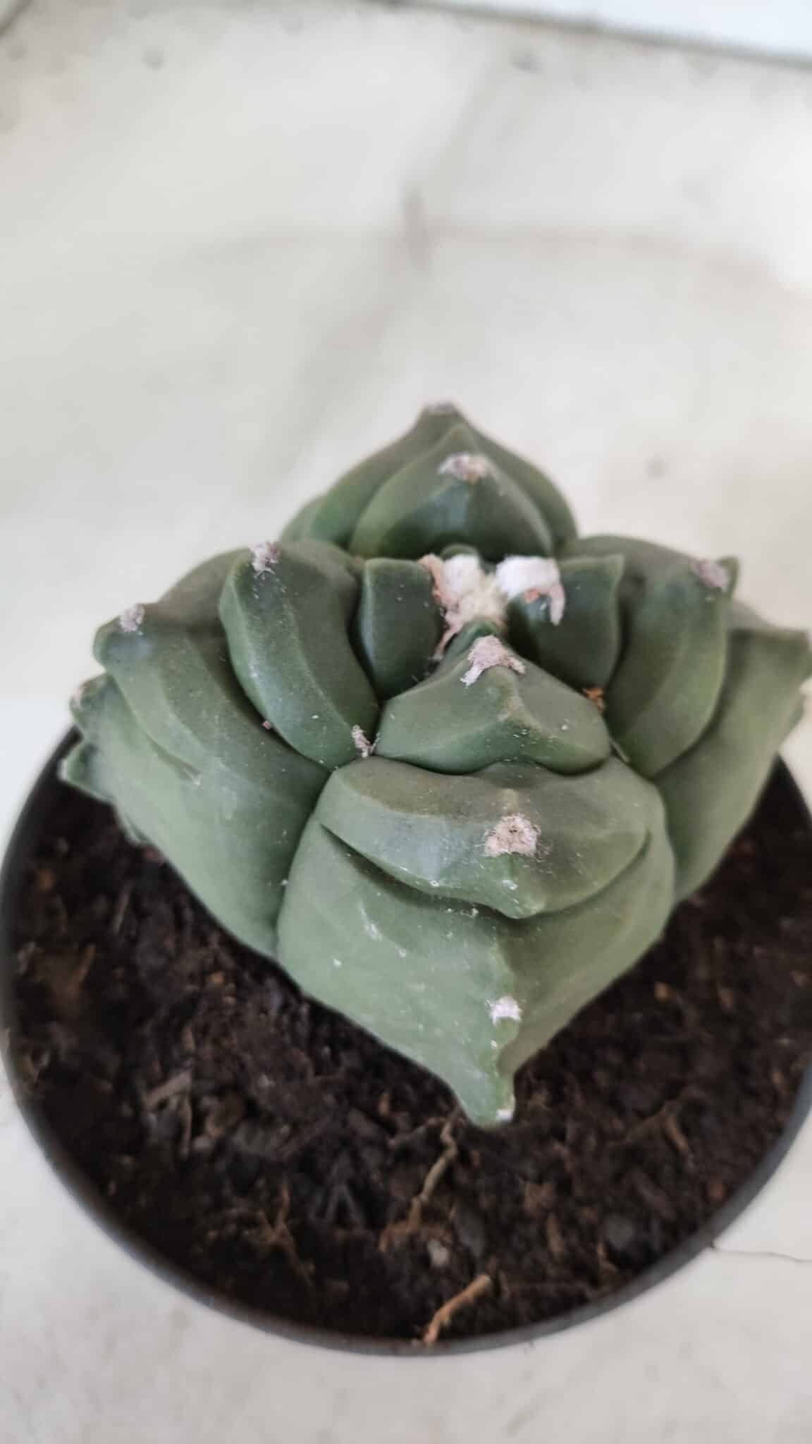 ASTROPHYTUM cv KIKKO "4 Quinas"  Nº 978 – vaso 11