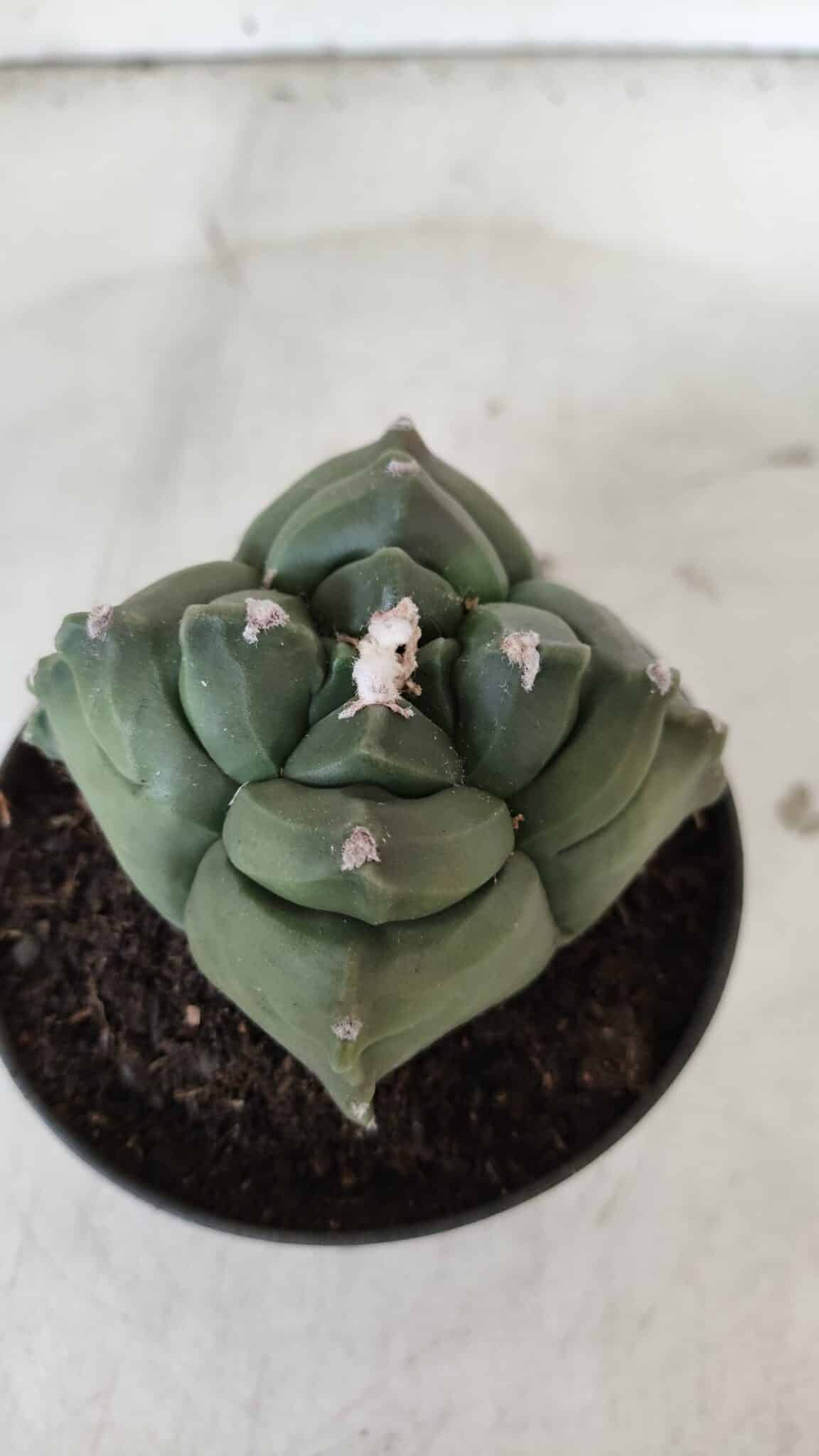ASTROPHYTUM cv KIKKO "4 Quinas"  Nº 978 – vaso 11