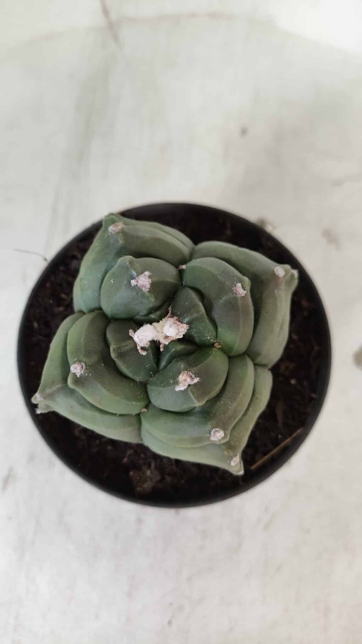 ASTROPHYTUM cv KIKKO "4 Quinas"  Nº 978 – vaso 11