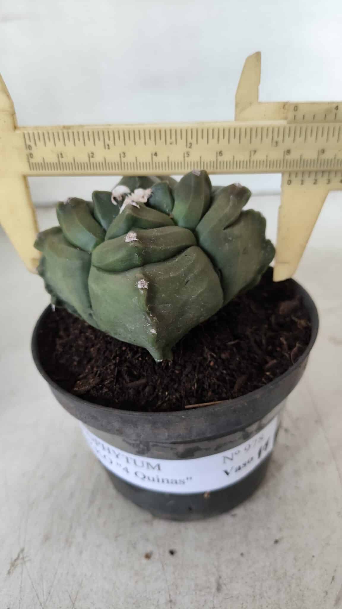 ASTROPHYTUM cv KIKKO "4 Quinas"  Nº 978 – vaso 11