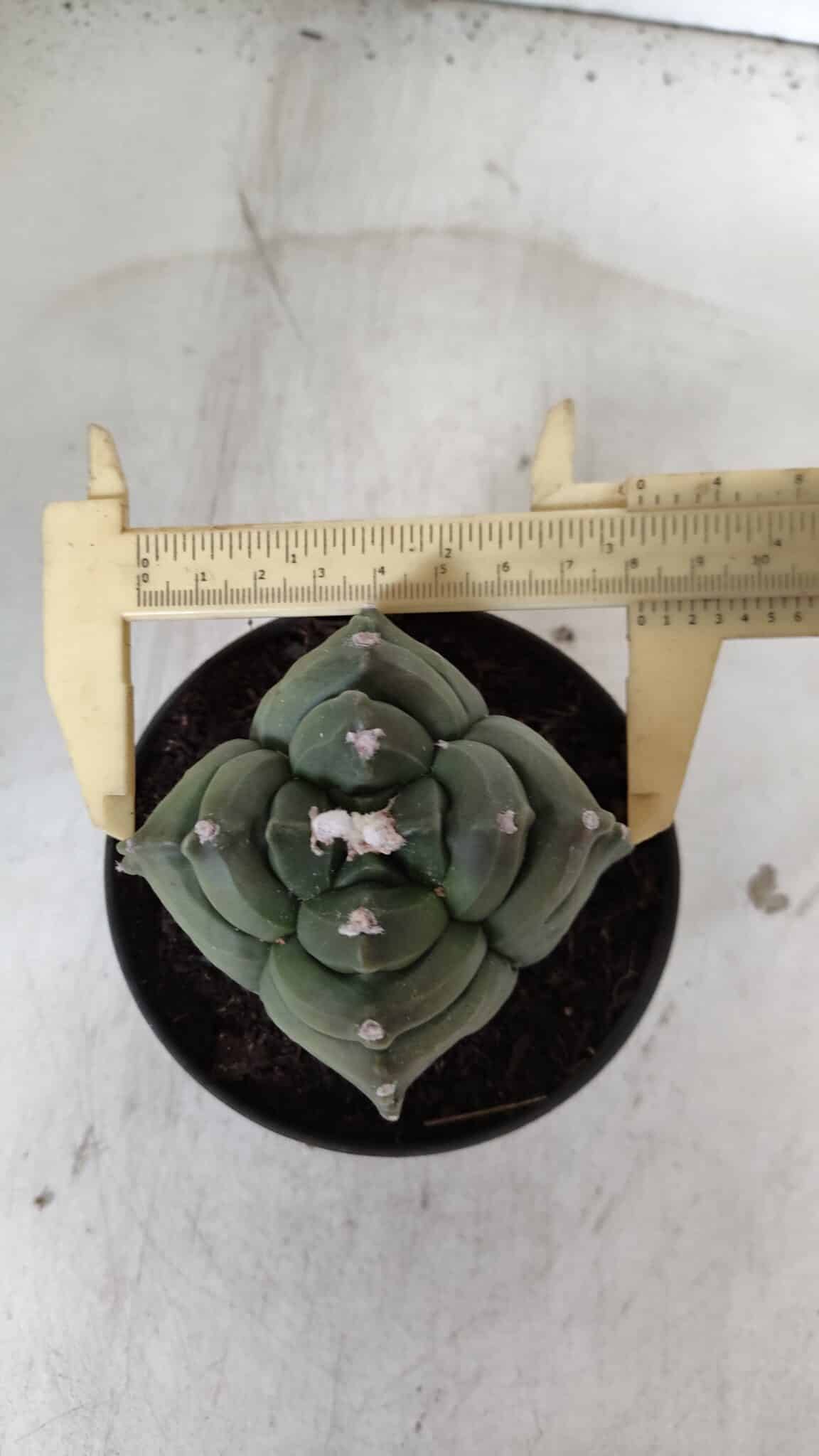 ASTROPHYTUM cv KIKKO "4 Quinas"  Nº 978 – vaso 11