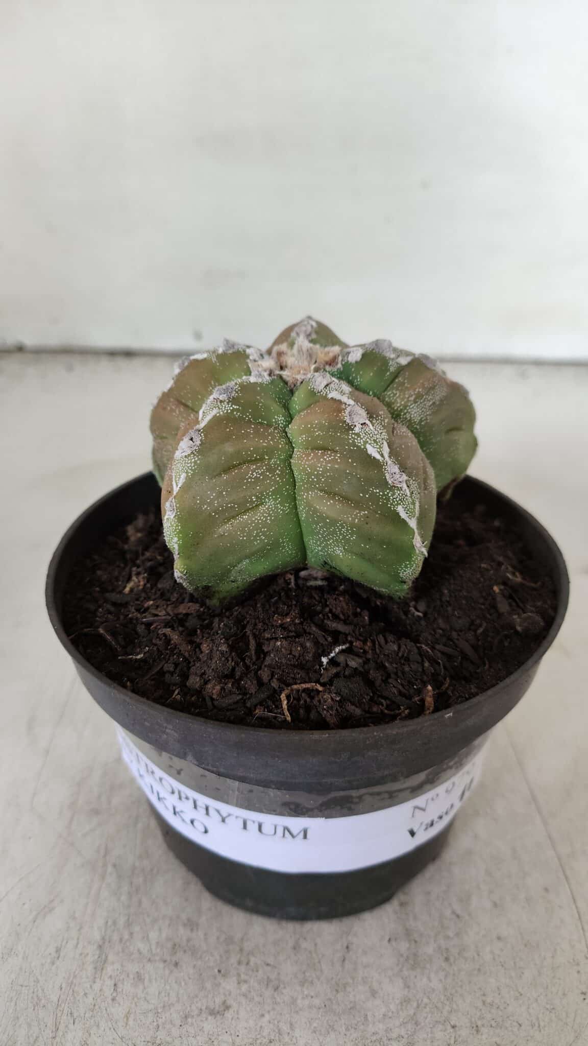 ASTROPHYTUM cv KIKKO  Nº 979 – vaso 10