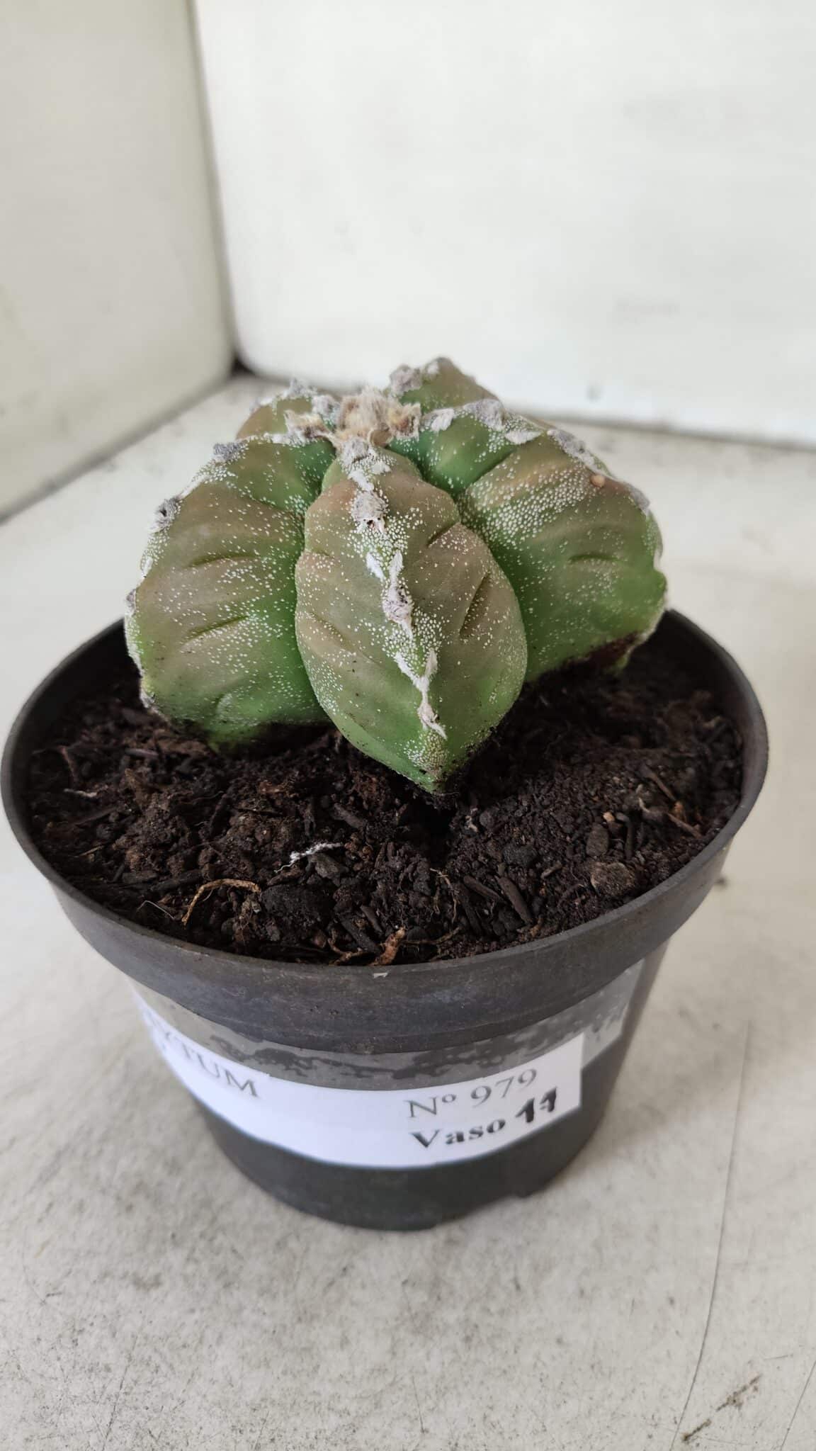 ASTROPHYTUM cv KIKKO  Nº 979 – vaso 10