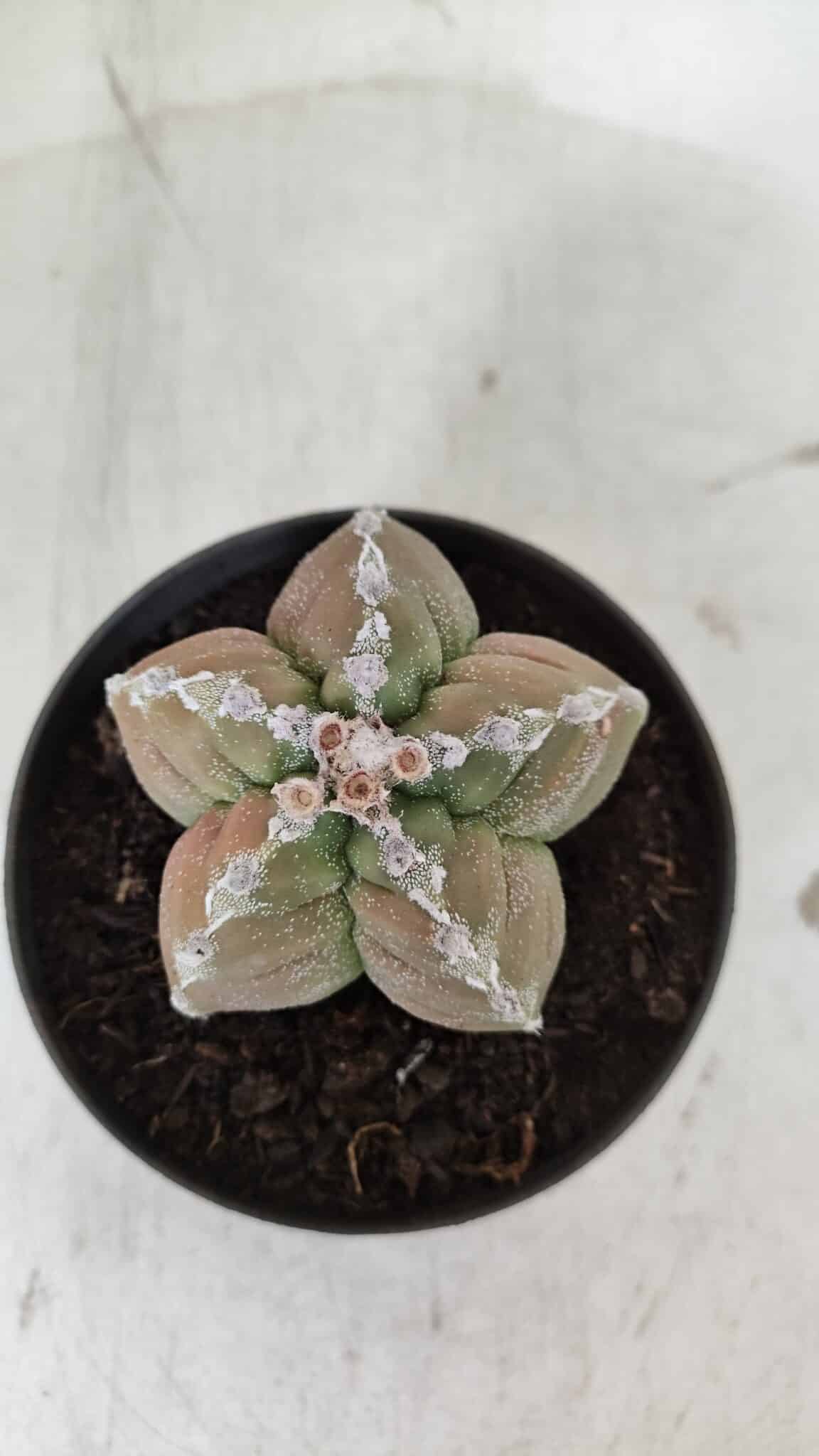 ASTROPHYTUM cv KIKKO  Nº 979 – vaso 10