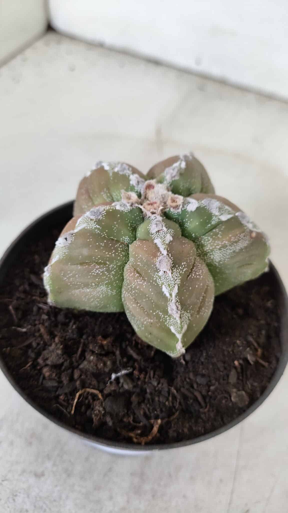 ASTROPHYTUM cv KIKKO  Nº 979 – vaso 10