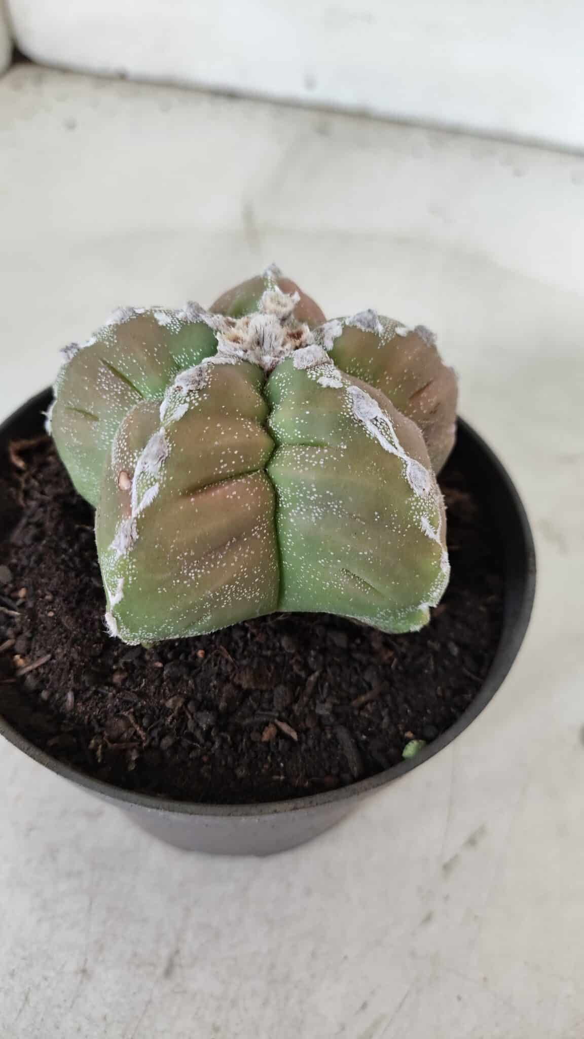 ASTROPHYTUM cv KIKKO  Nº 979 – vaso 10