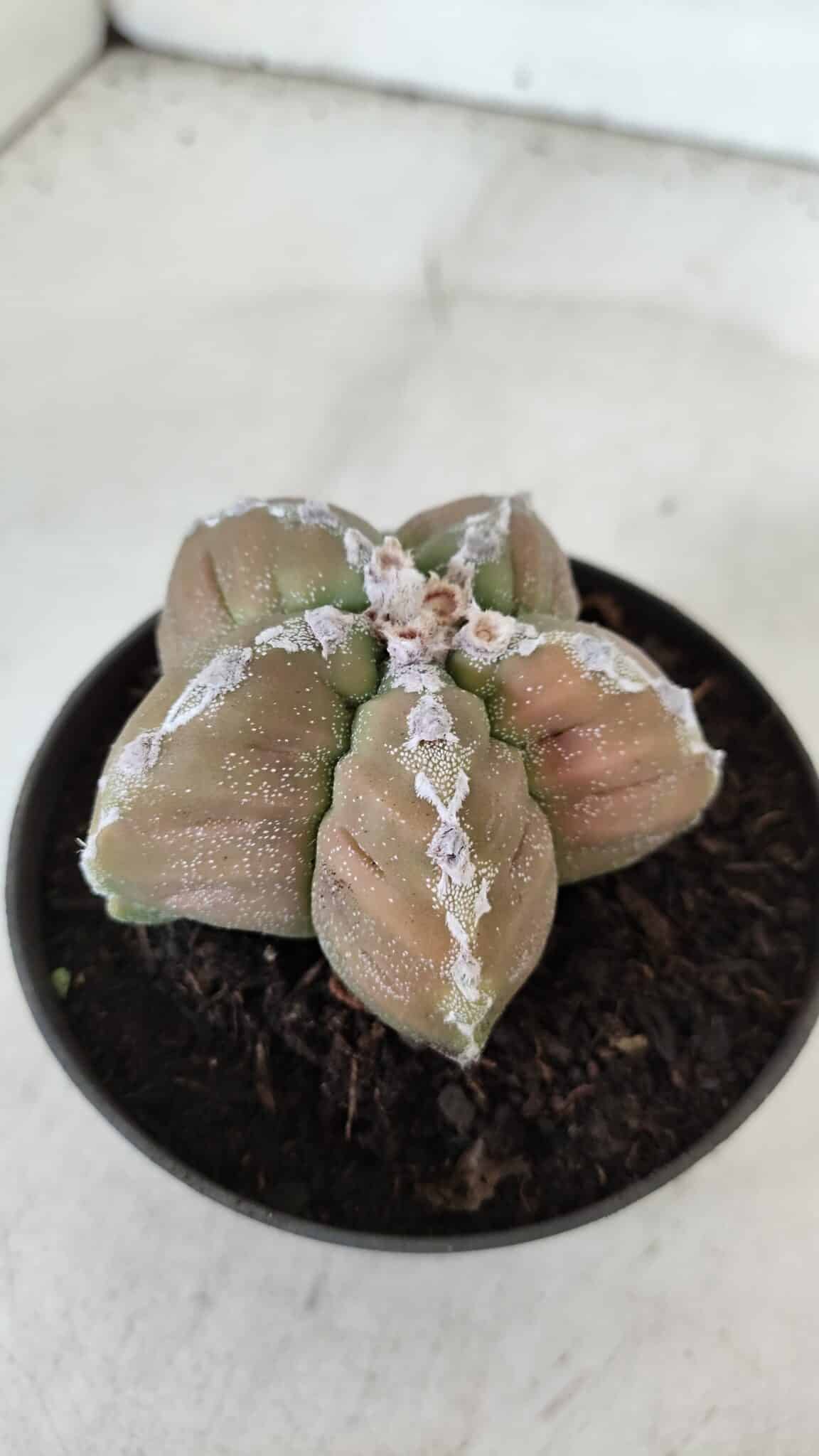 ASTROPHYTUM cv KIKKO  Nº 979 – vaso 10