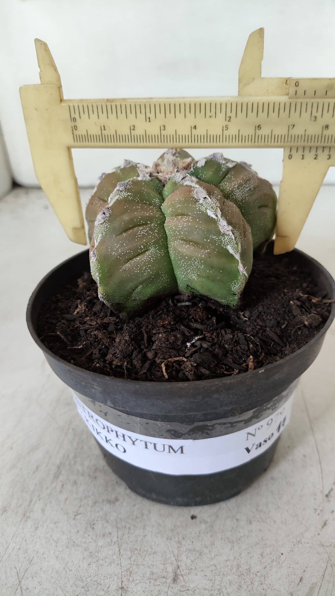 ASTROPHYTUM cv KIKKO  Nº 979 – vaso 10