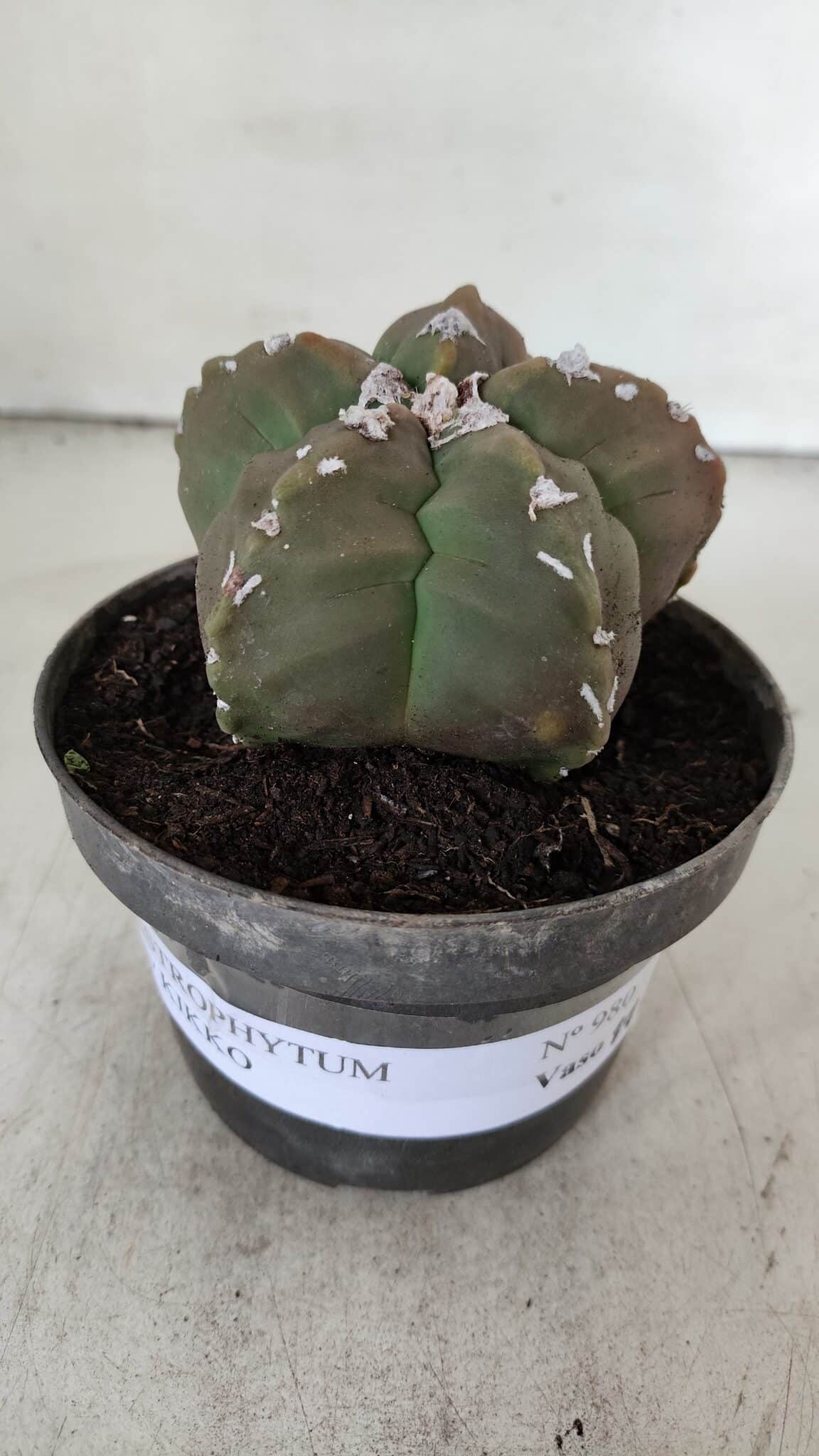 ASTROPHYTUM cv KIKKO  Nº 980 – vaso 11