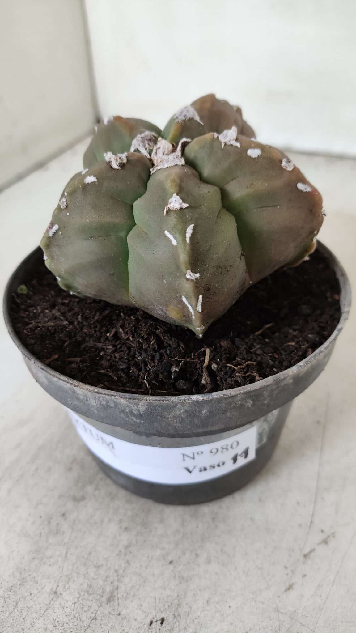 ASTROPHYTUM cv KIKKO  Nº 980 – vaso 11